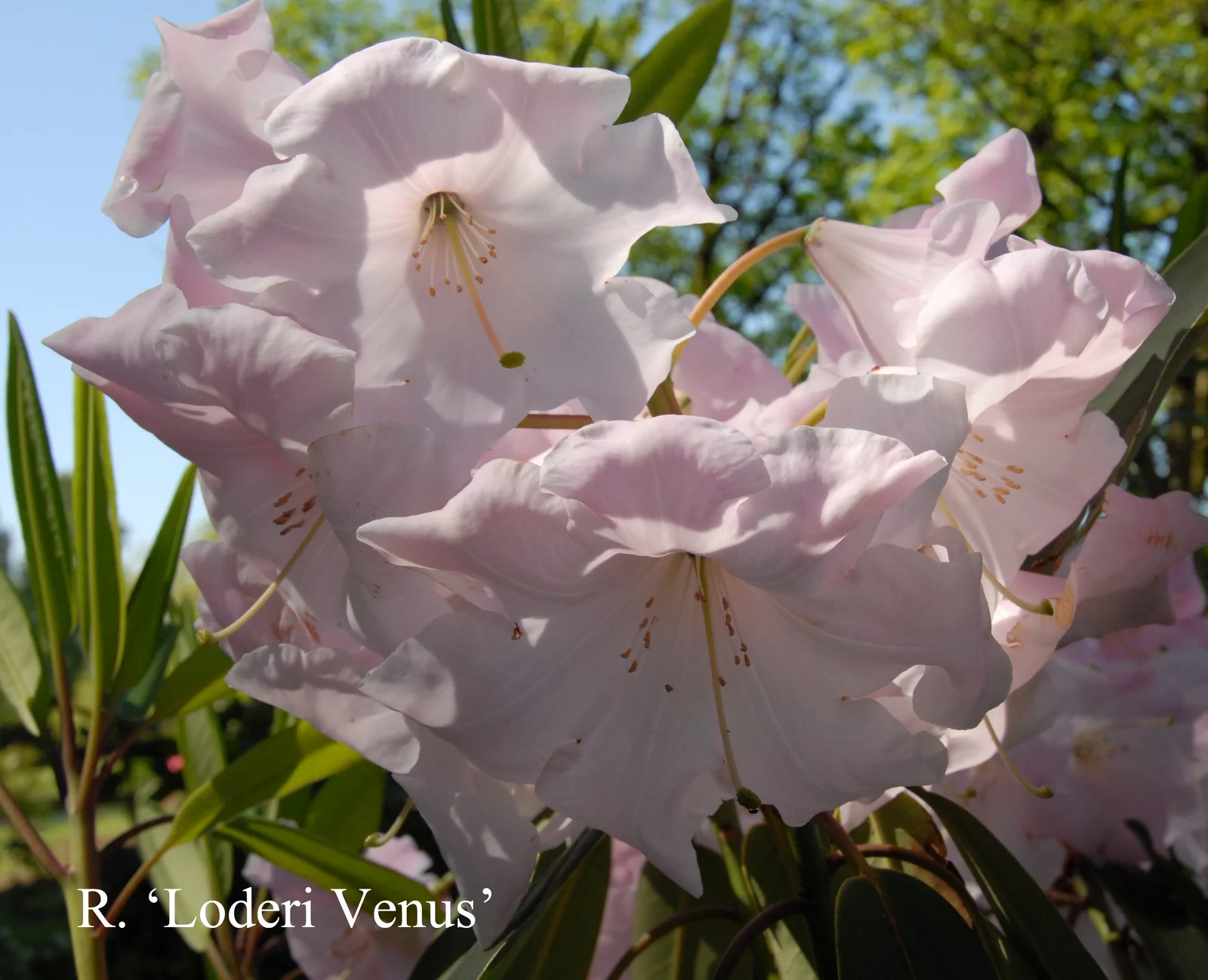 R. 'Loderi Venus' photo of R. 'Loderi Venus'. Location: Fearing's Farm Nursery, Abbotsford, BC, Canada. Photo by: Harold Fearing