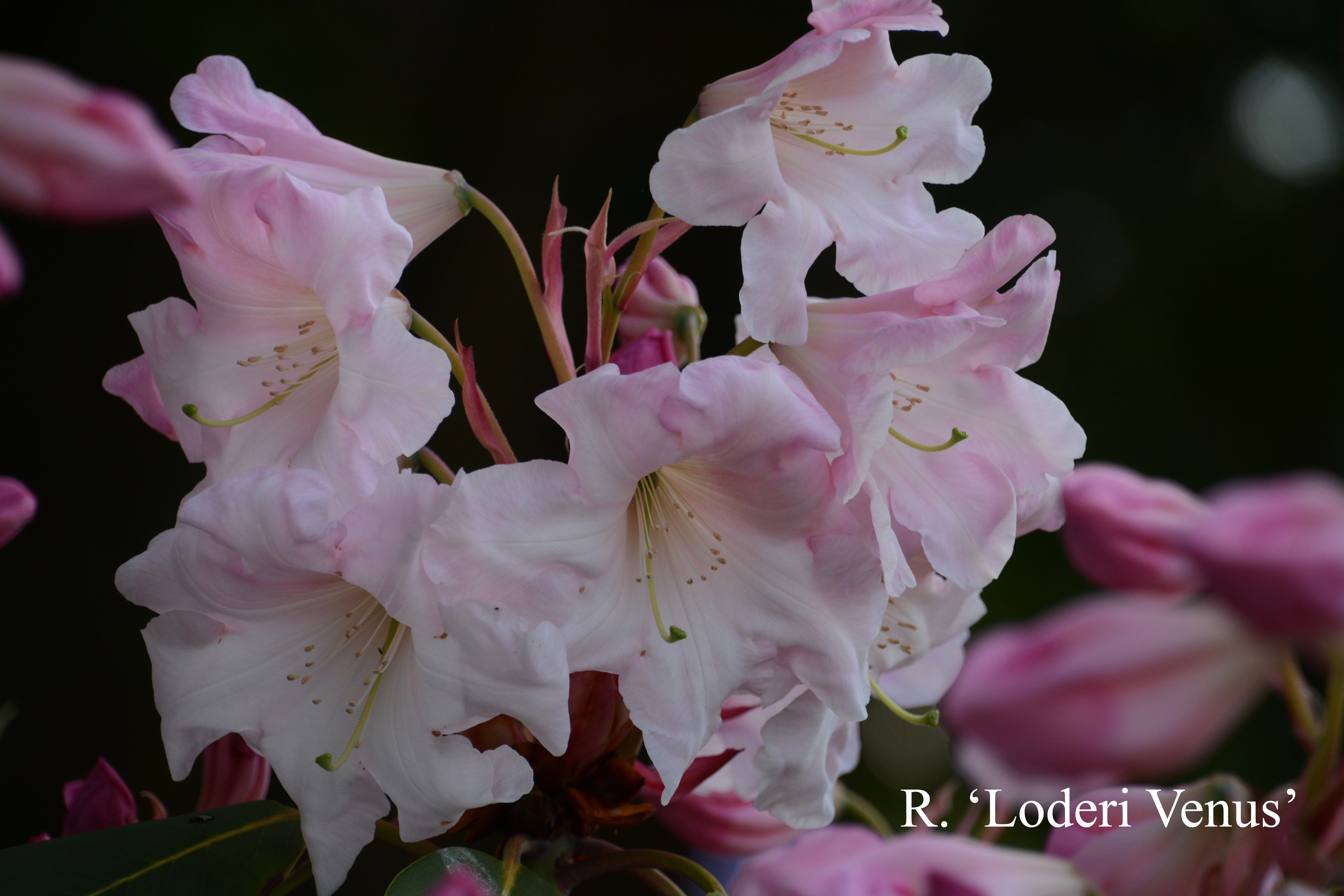 Rhododendron Loderi Venus photo