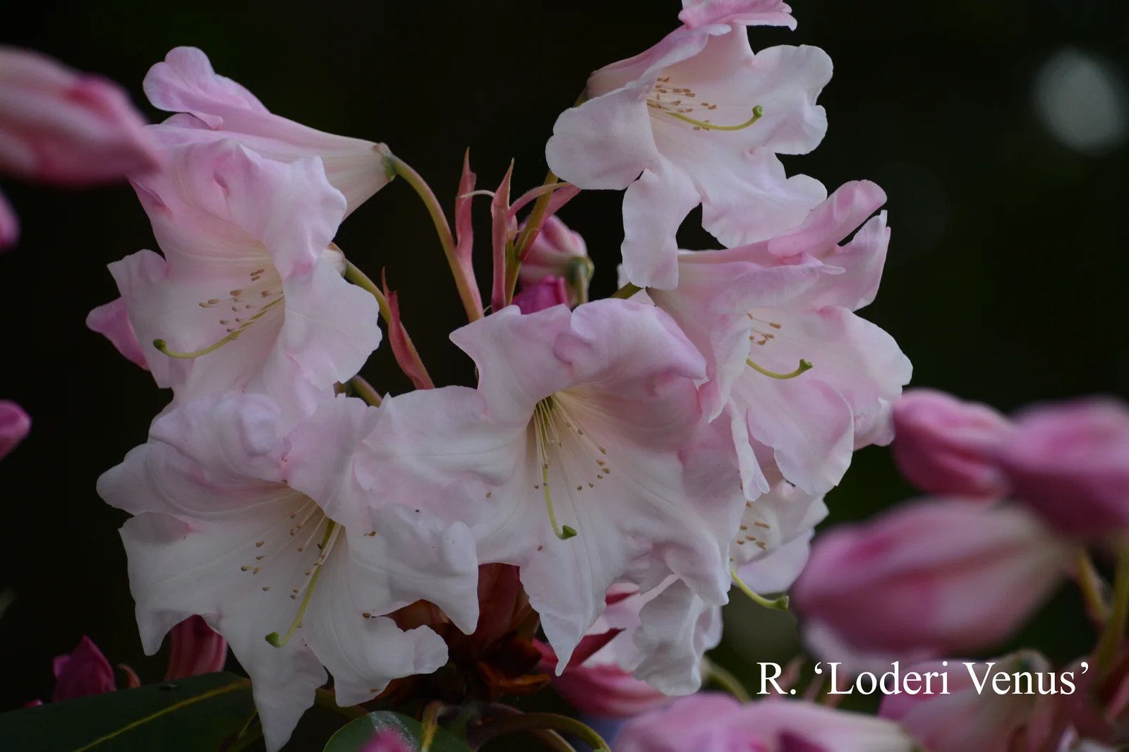 R. 'Loderi Venus' photo of R. 'Loderi Venus'. Location: Fearing's Farm Nursery, Abbotsford, BC, Canada. Photo by: Harold Fearing