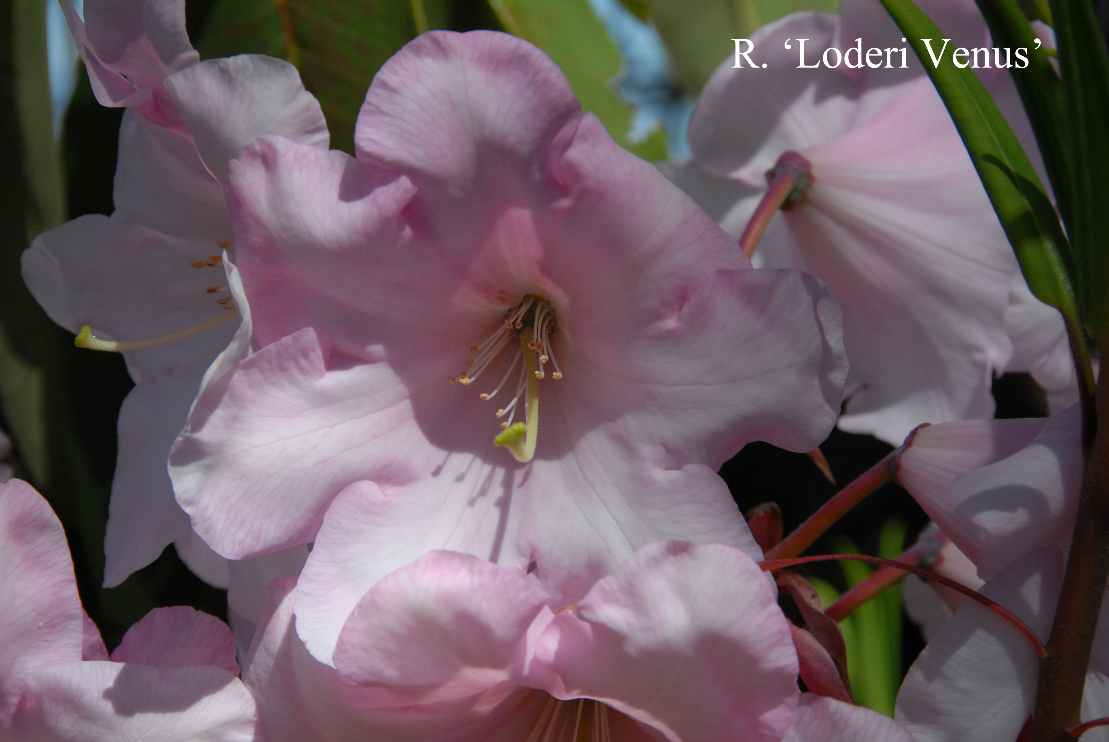 Rhododendron Loderi Venus photo