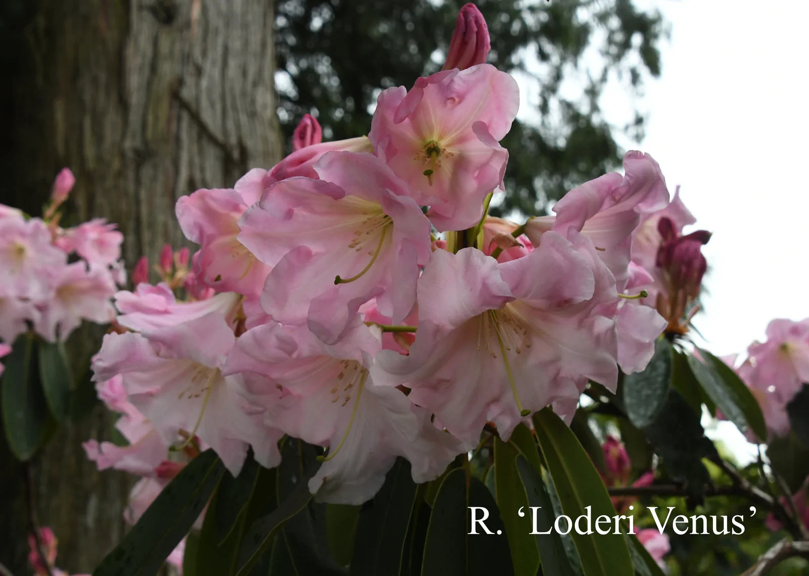 R. 'Loderi Venus' photo of R. 'Loderi Venus'. Location: Fearing's Farm Nursery, Abbotsford, BC, Canada. Photo by: Harold Fearing