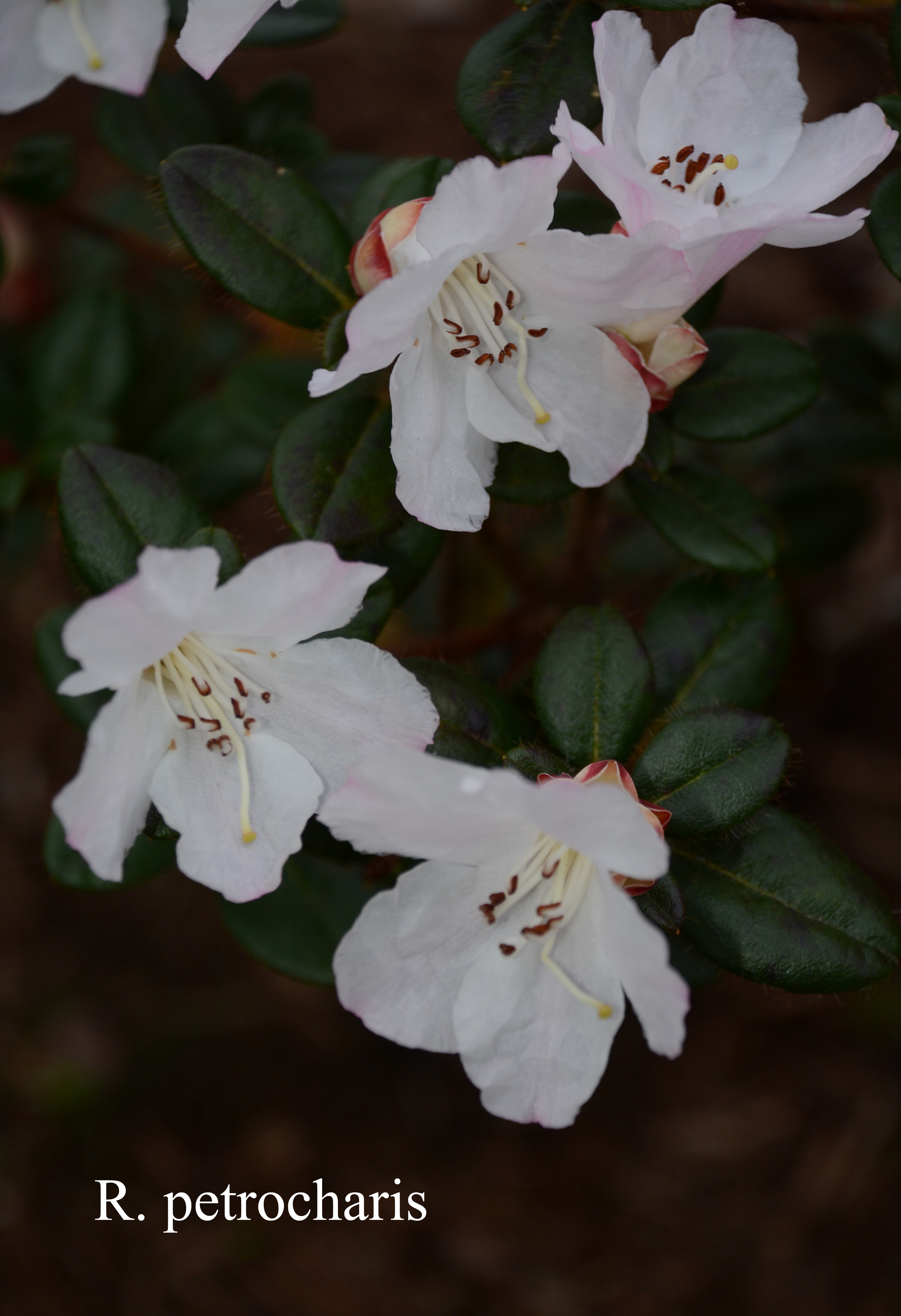 Rhododendron petrocharis photo