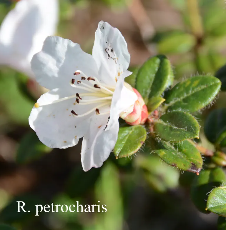 Photo of R. petrocharis, Species