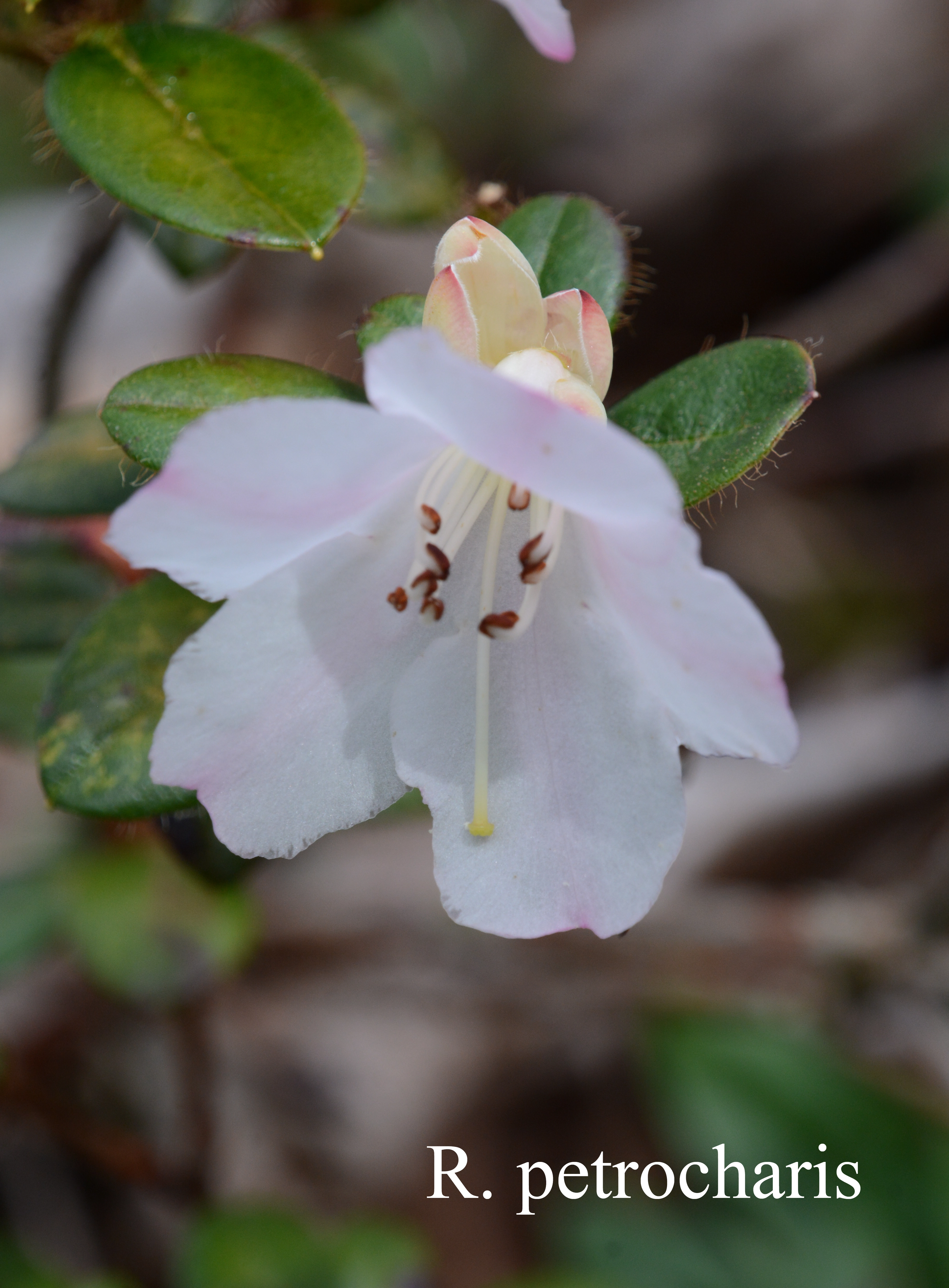 Rhododendron petrocharis photo