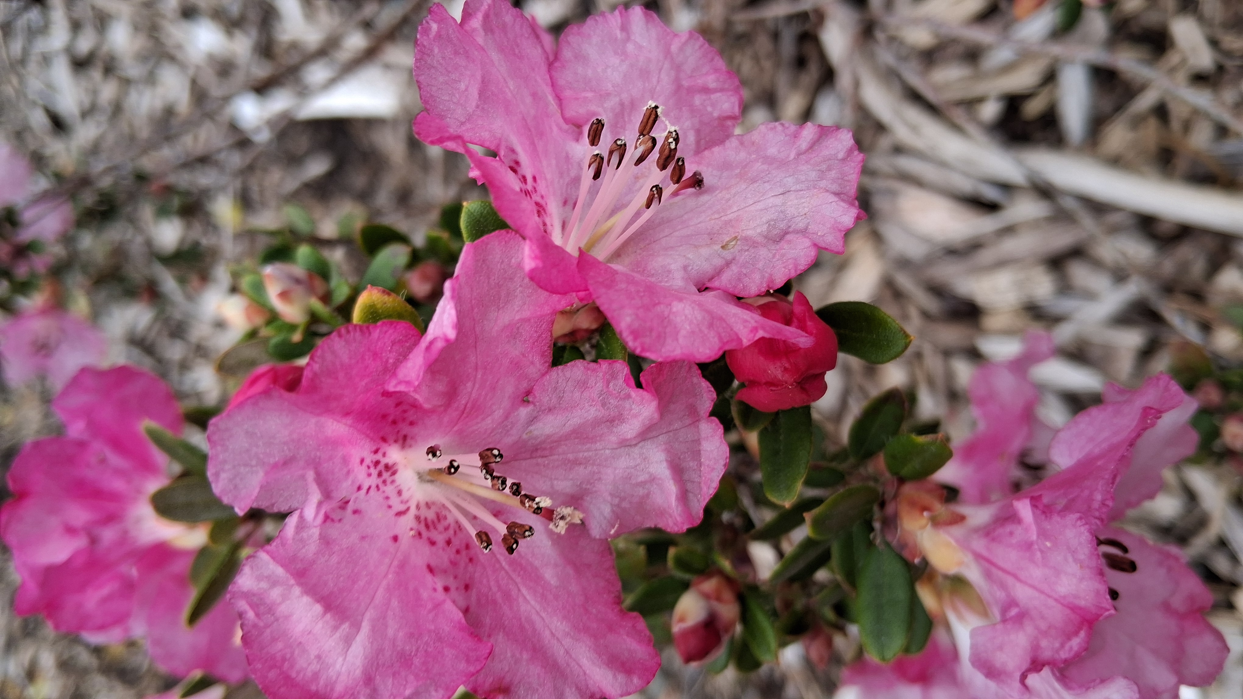 Rhododendron petrocharis photo