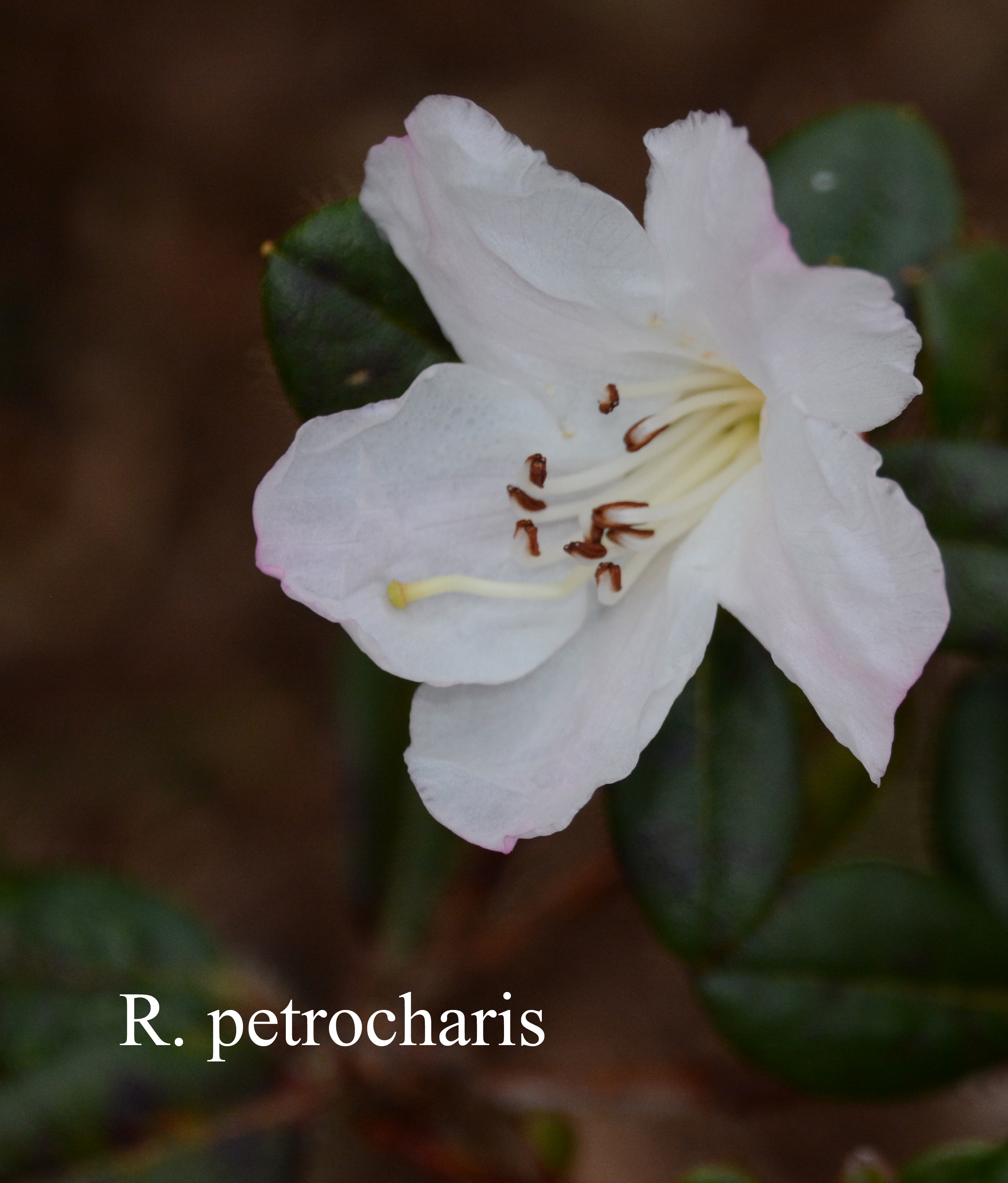 Rhododendron petrocharis photo