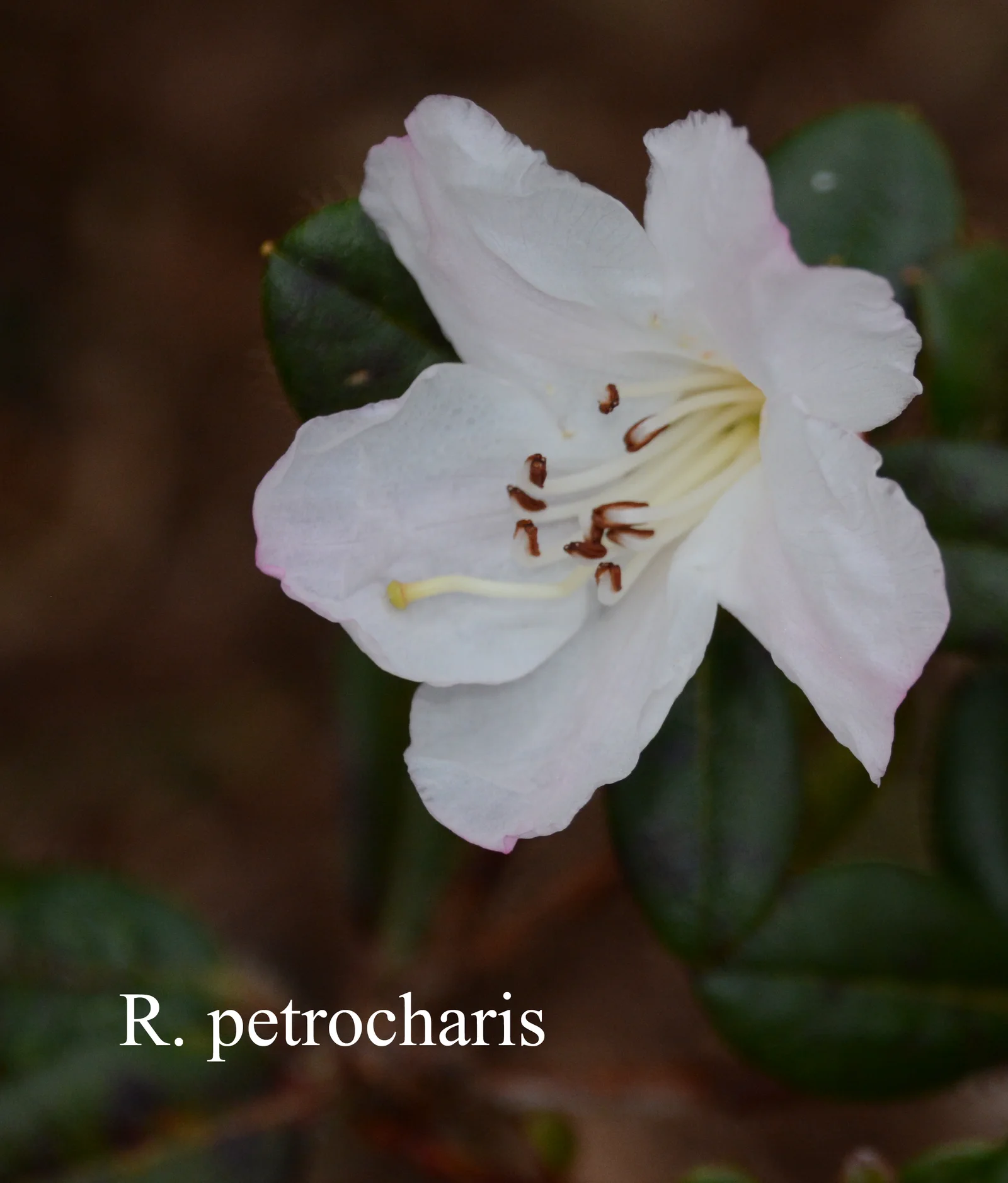 R. petrocharis photo of R. petrocharis. Location: Fearing's Farm Nursery, Abbotsford, BC, Canada. Photo by: Harold Fearing