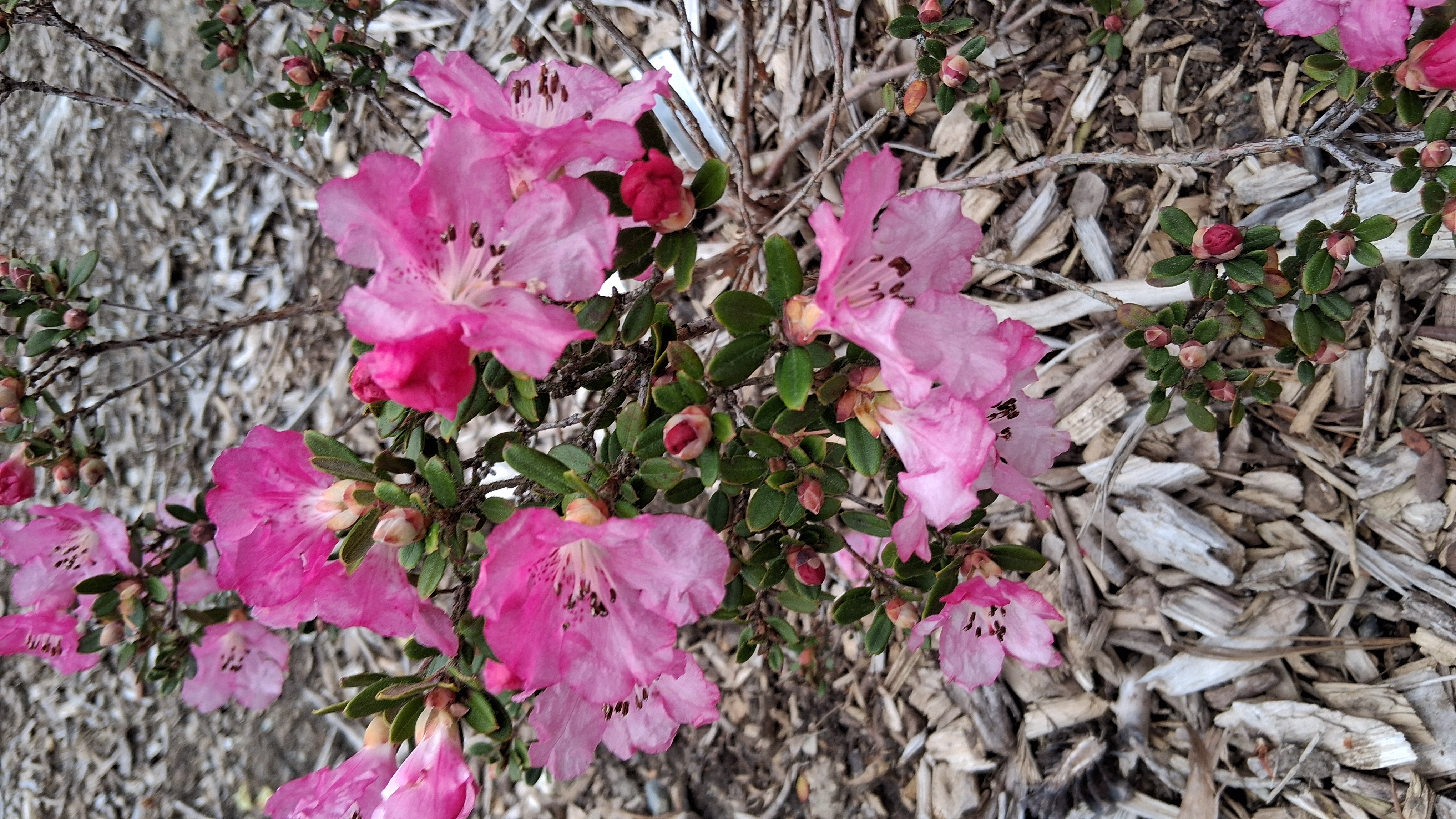 Rhododendron petrocharis photo