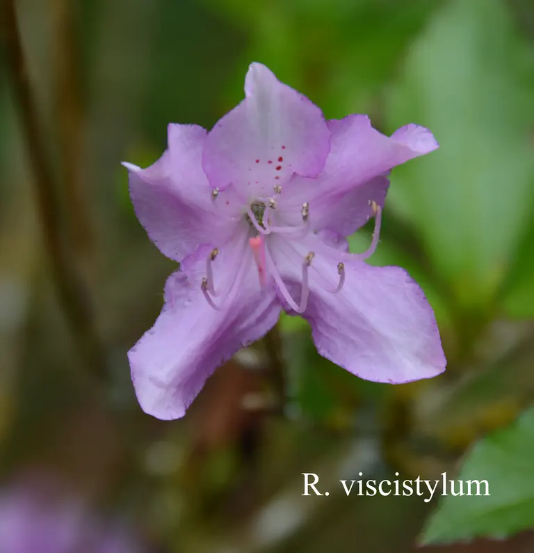 Photo of R. viscistylum, Species