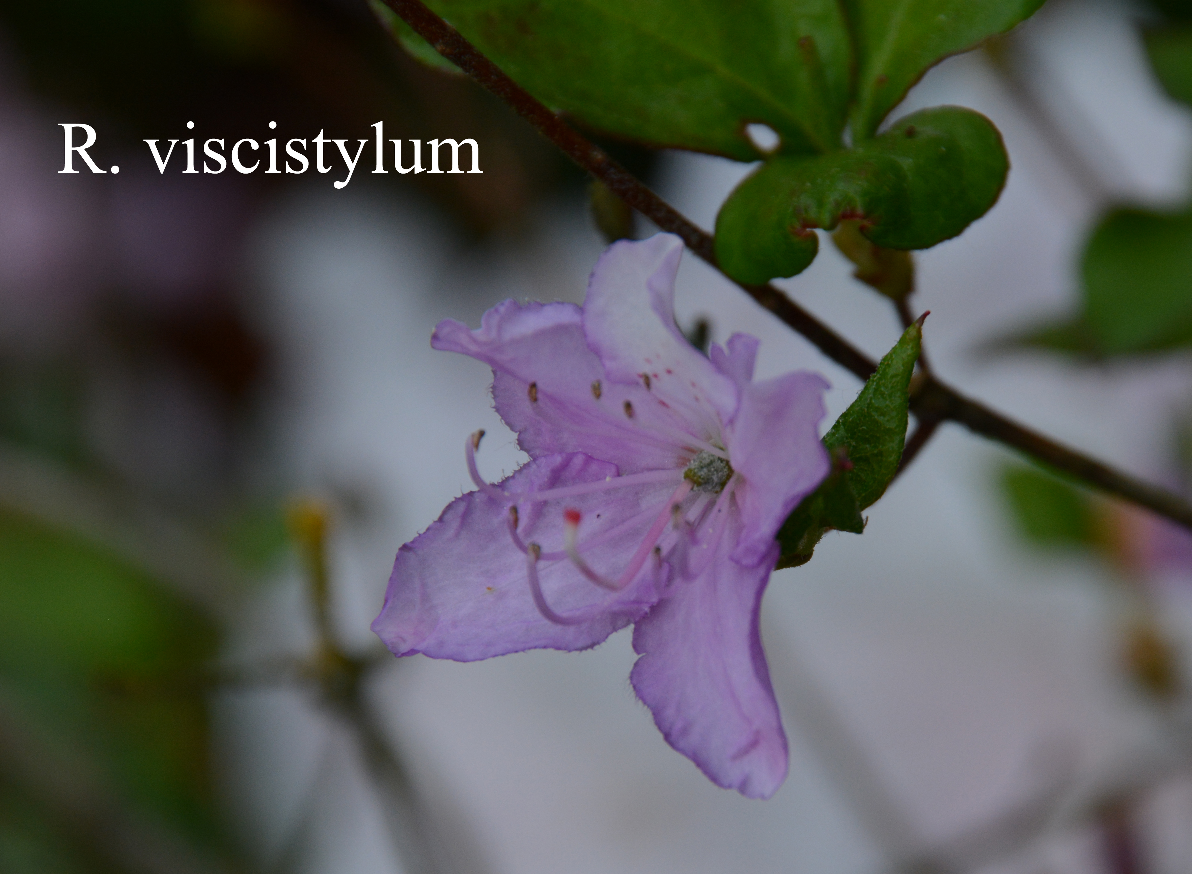 Rhododendron viscistylum photo