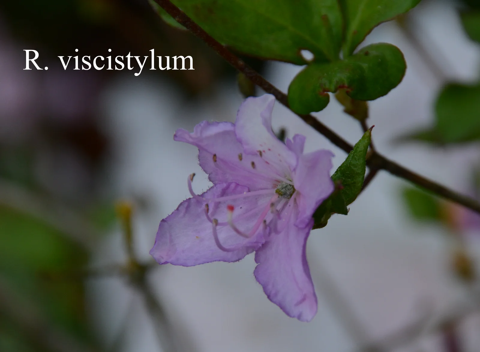 R. viscistylum photo of R. viscistylum. Location: Fearing's Farm Nursery, Abbotsford, BC, Canada. Photo by: Harold Fearing