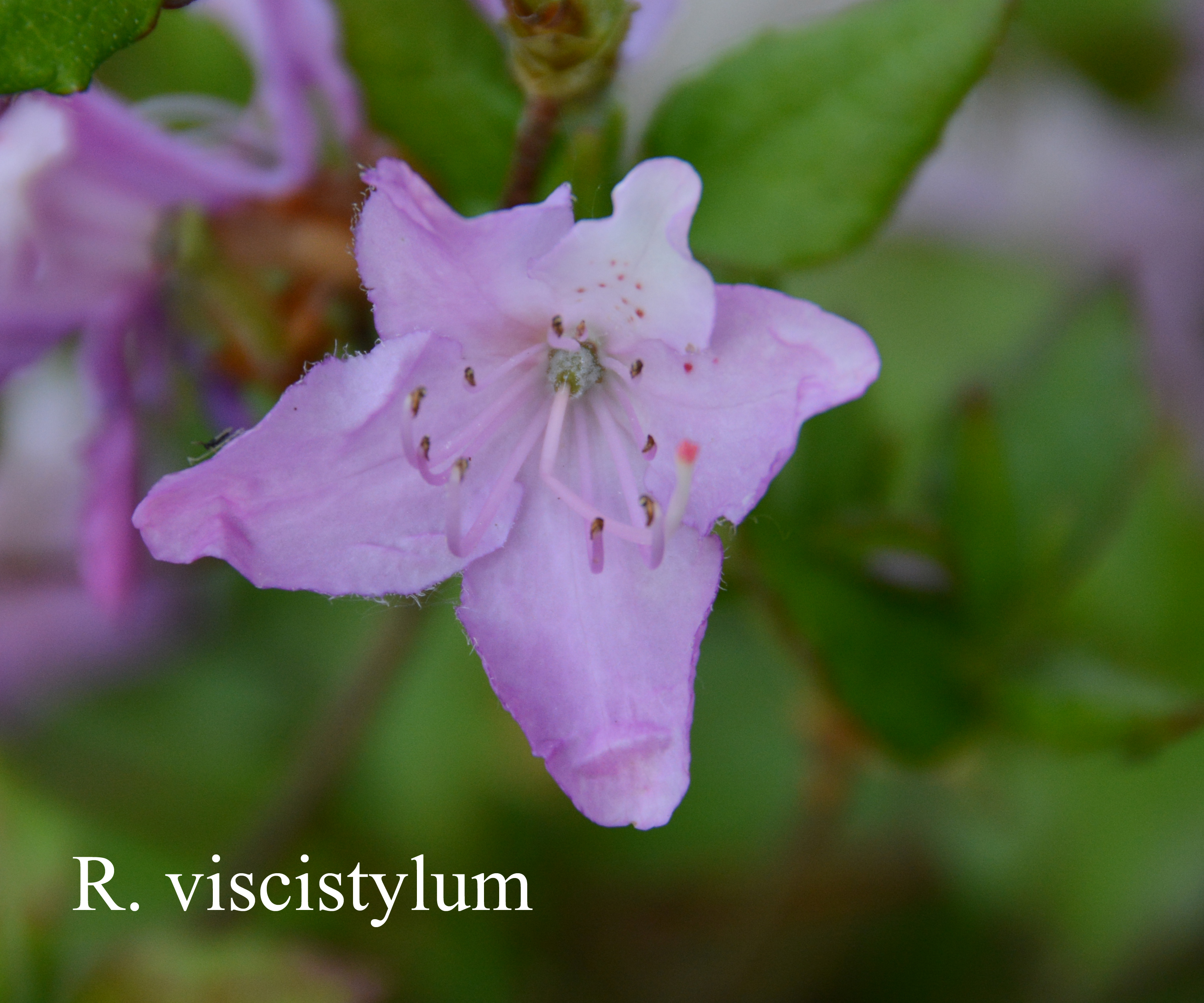 Rhododendron viscistylum photo