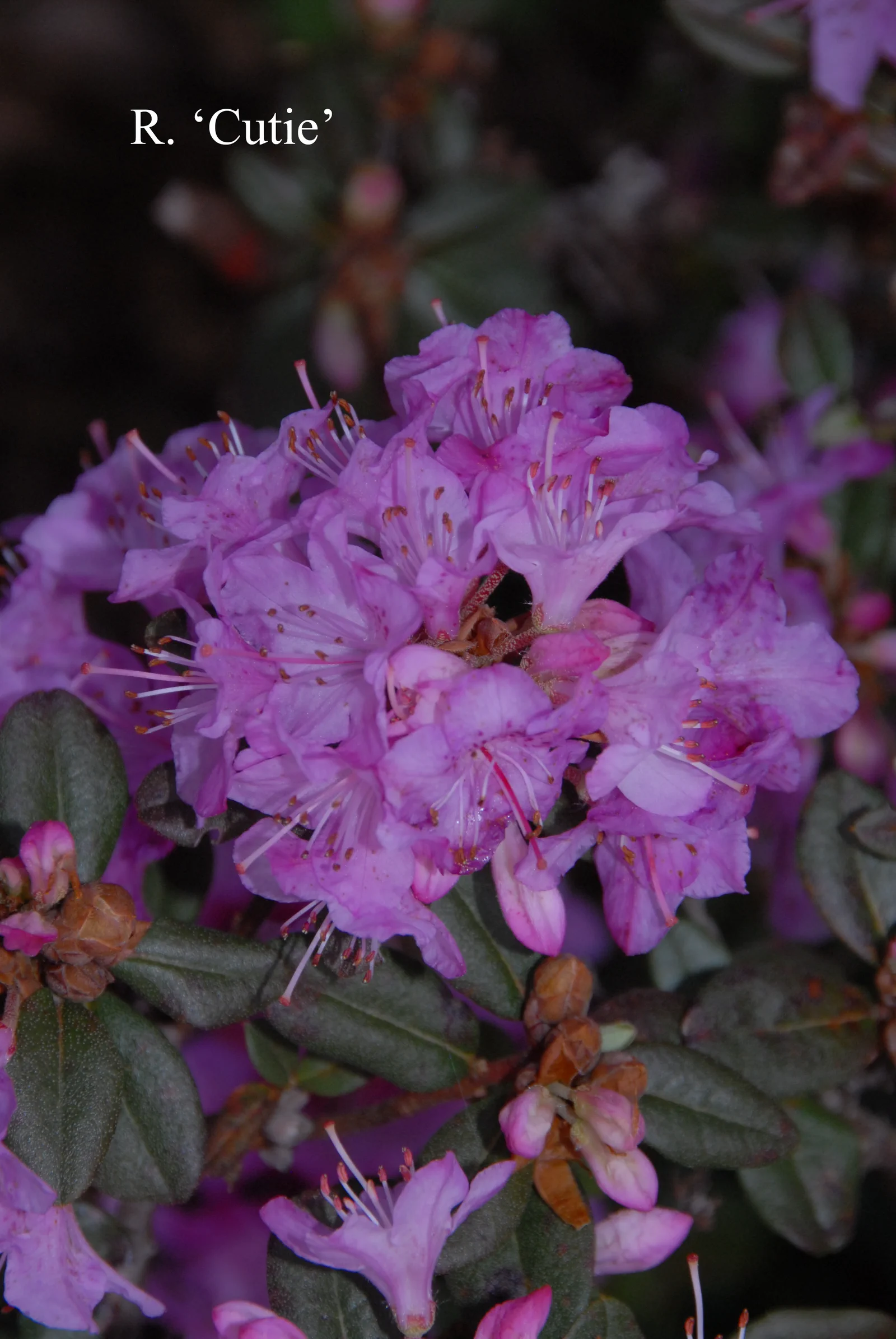R. 'Cutie' photo of R. 'Cutie'. Location: Fearing's Farm Nursery, Abbotsford, BC, Canada. Photo by: Harold Fearing