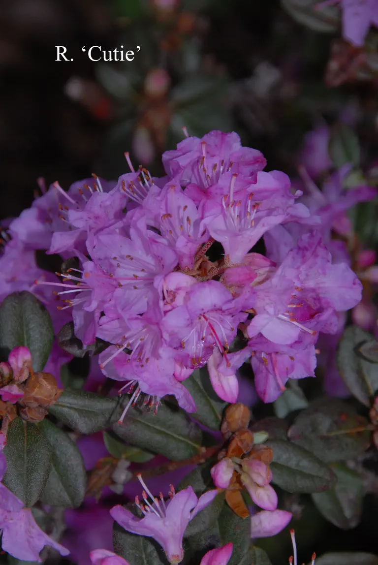 Photo of R. 'Cutie', Rhododendron Hybrid