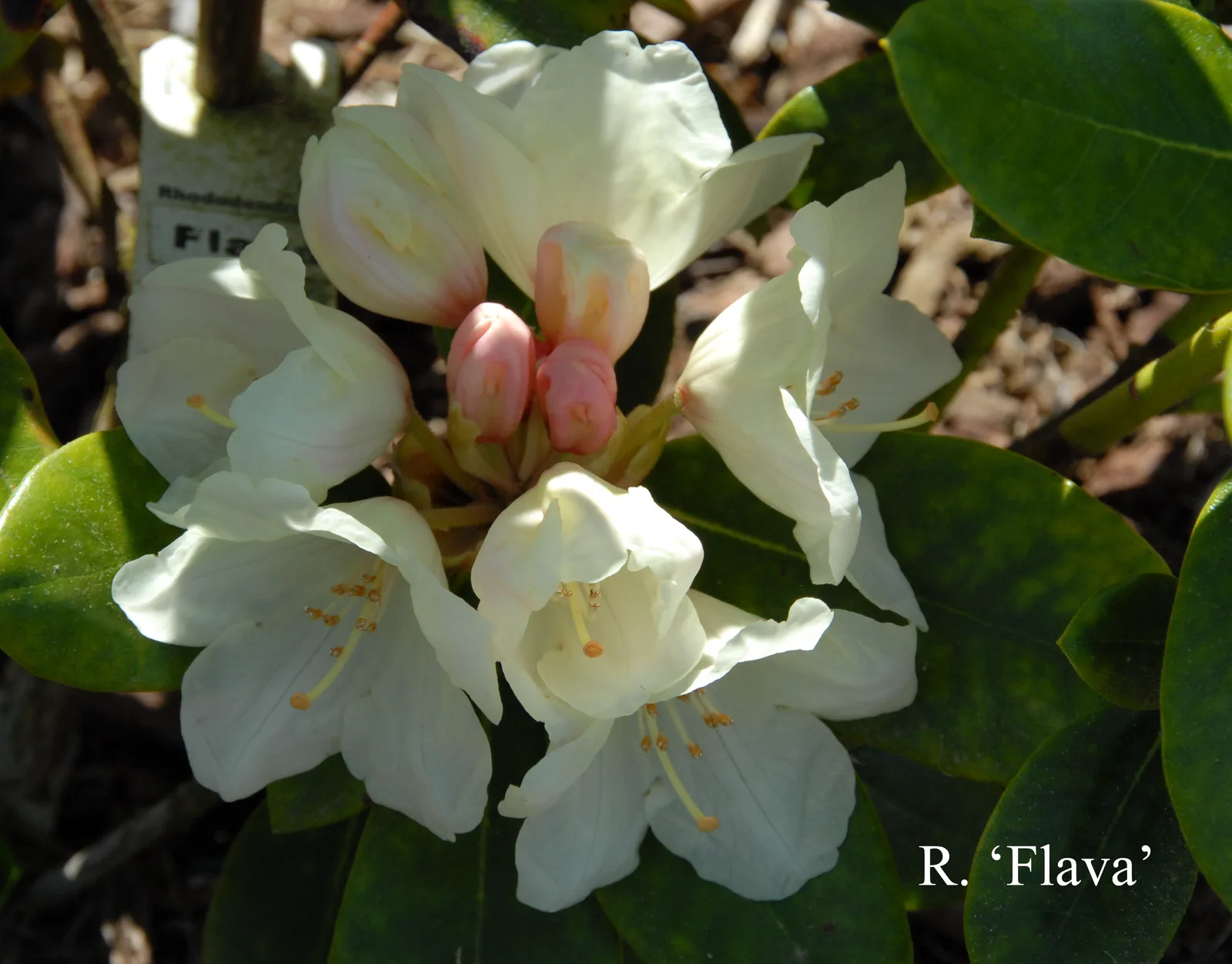 R. 'Flava' photo of R. 'Flava'. Location: Fearing's Farm Nursery, Abbotsford, BC, Canada. Photo by: Harold Fearing
