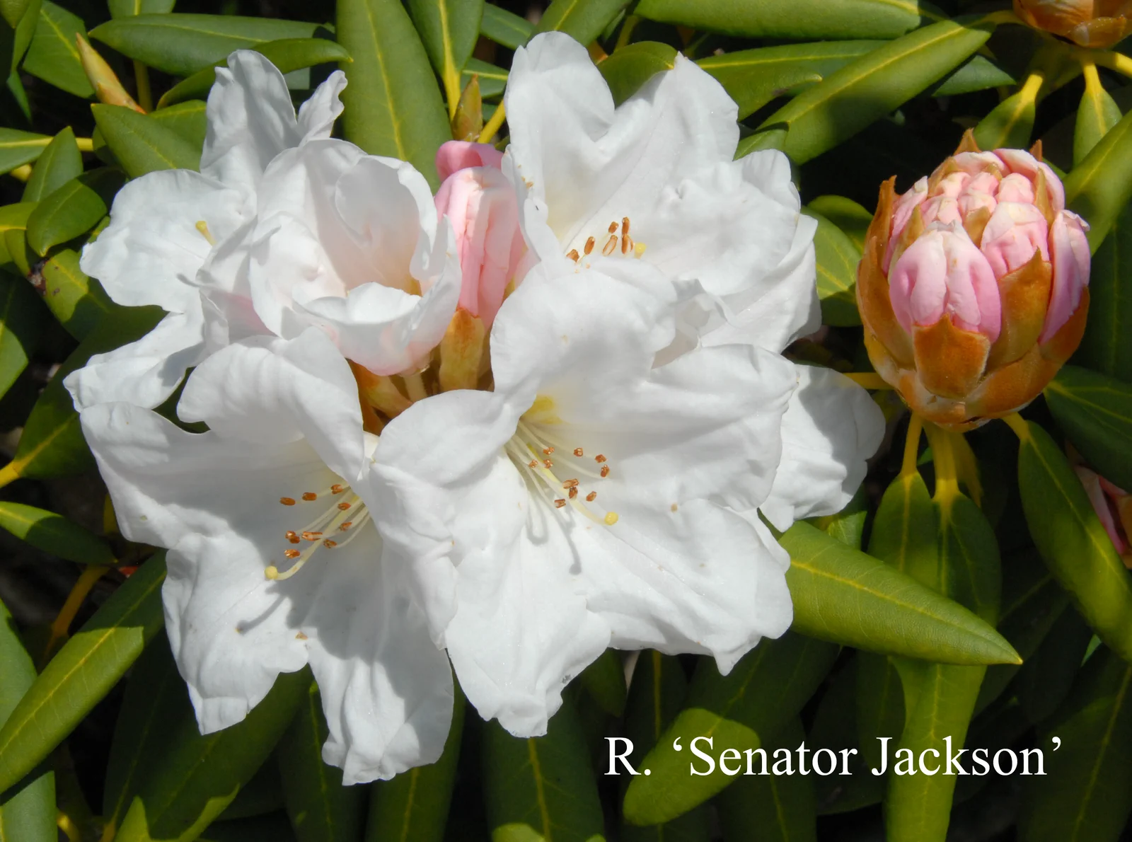 R. 'Senator Henry Jackson' photo of R. 'Senator Henry Jackson'. Location: Fearing's Farm Nursery, Abbotsford, BC, Canada. Photo by: Harold Fearing
