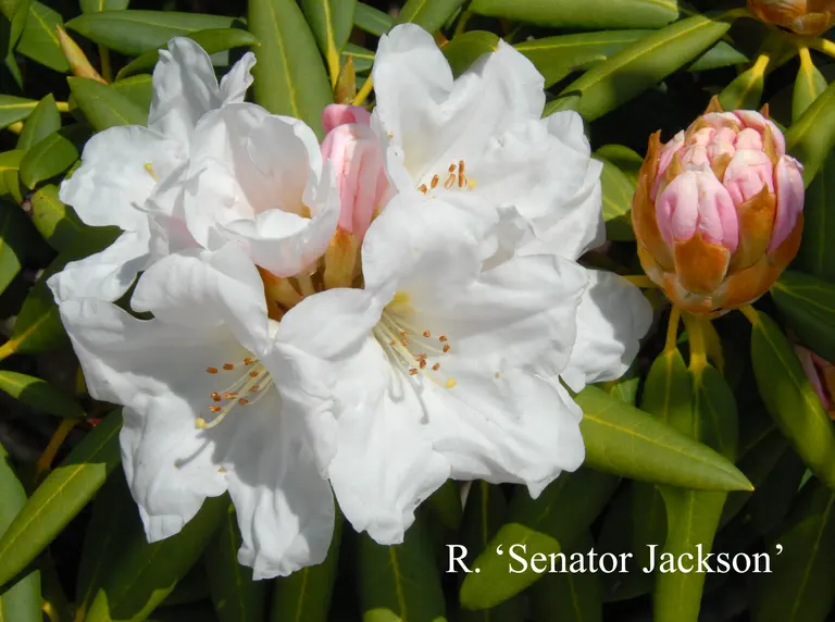 Photo of R. 'Senator Henry Jackson', Rhododendron Hybrid