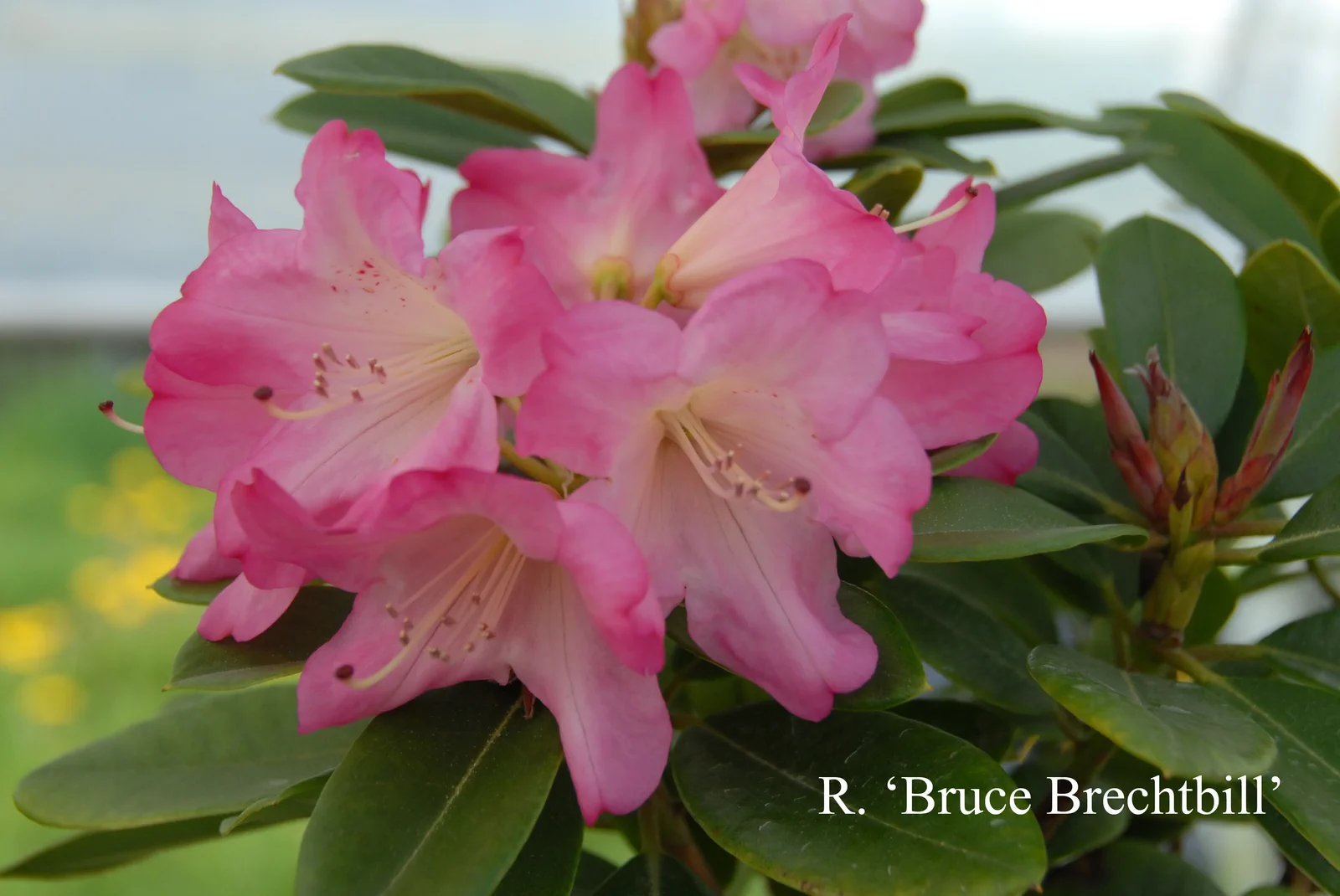 R. 'Bruce Brechtbill' photo of R. 'Bruce Brechtbill'. Location: Fearing's Farm Nursery, Abbotsford, BC, Canada. Photo by: Harold Fearing
