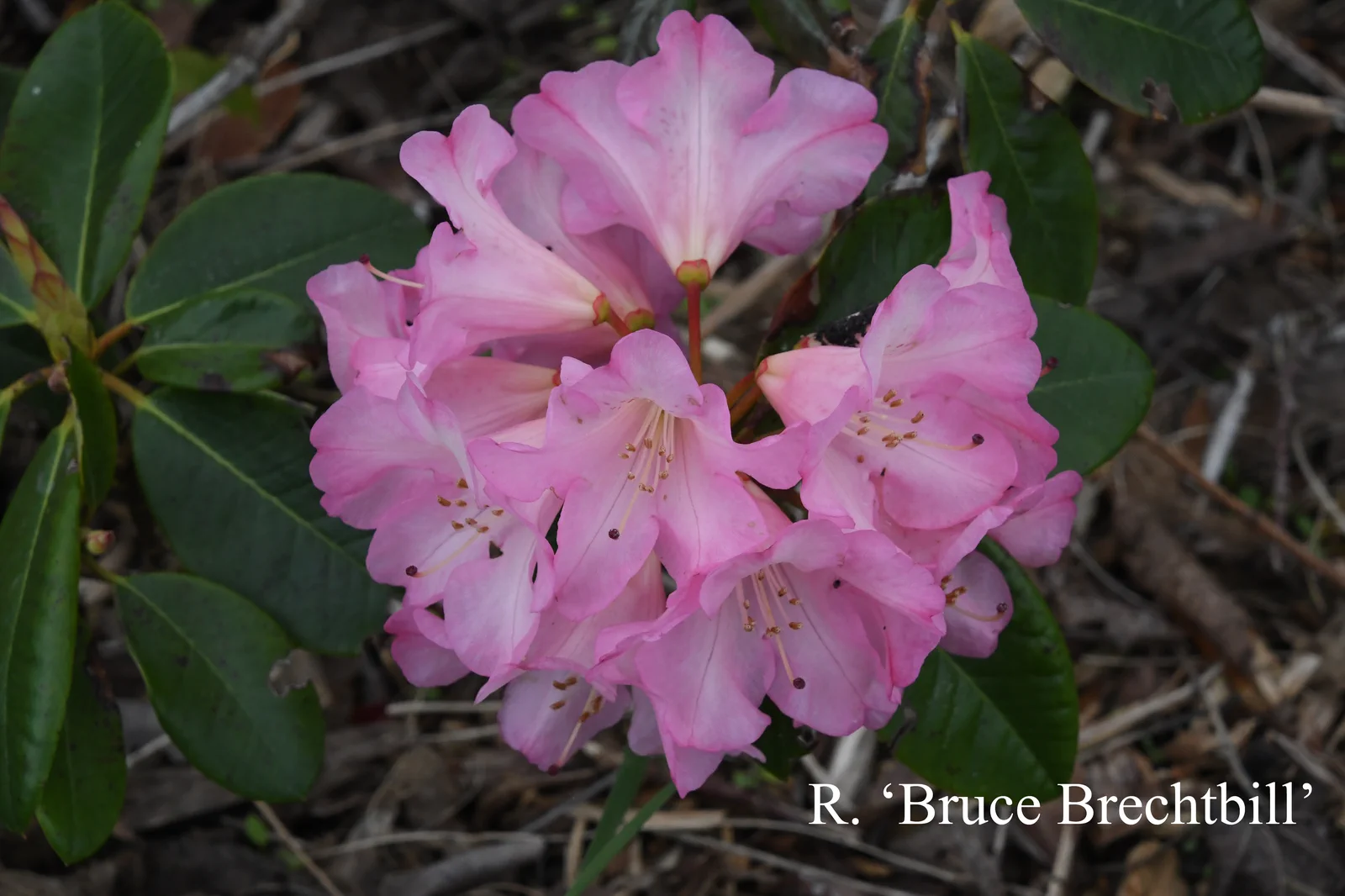 R. 'Bruce Brechtbill' photo of R. 'Bruce Brechtbill'. Location: Fearing's Farm Nursery, Abbotsford, BC, Canada. Photo by: Harold Fearing