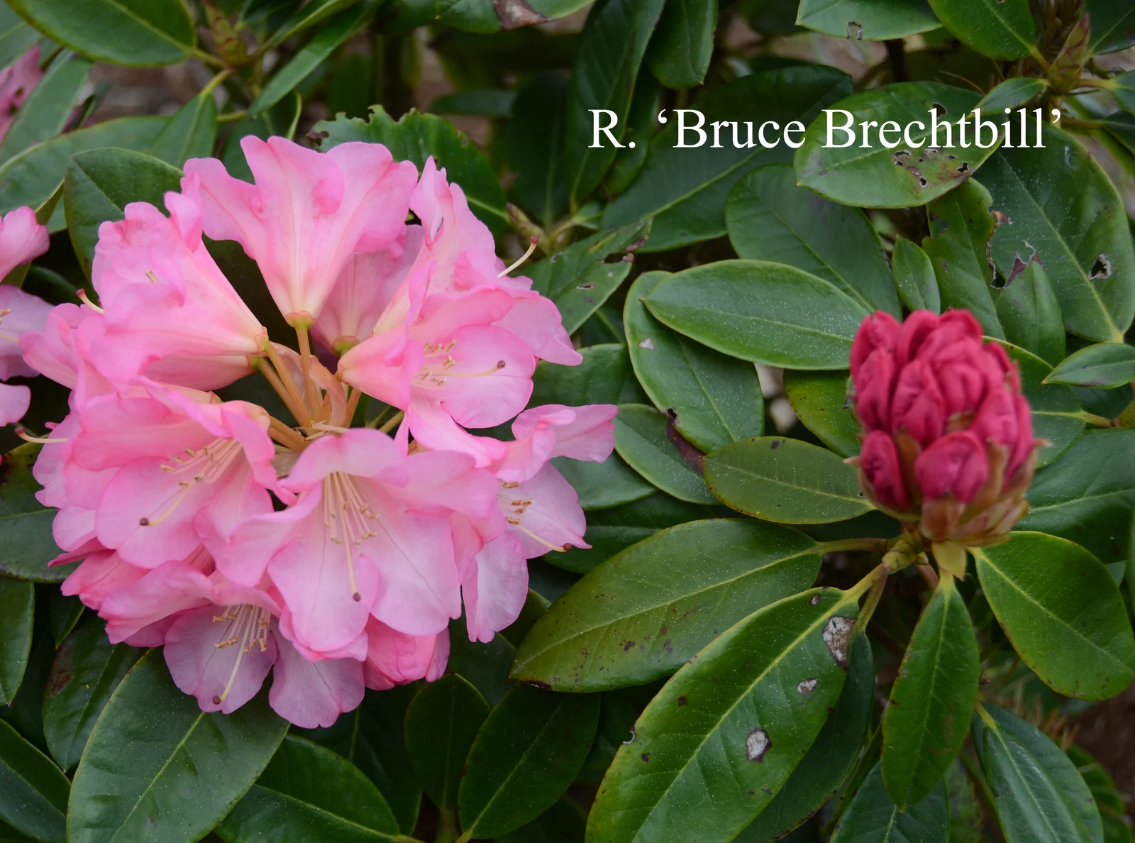 R. 'Bruce Brechtbill' photo of R. 'Bruce Brechtbill'. Location: Fearing's Farm Nursery, Abbotsford, BC, Canada. Photo by: Harold Fearing