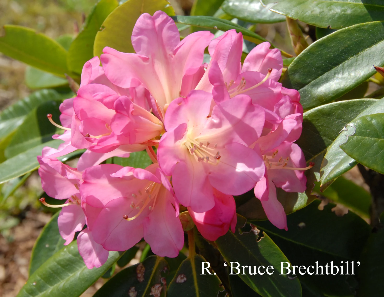 R. 'Bruce Brechtbill' photo of R. 'Bruce Brechtbill'. Location: Fearing's Farm Nursery, Abbotsford, BC, Canada. Photo by: Harold Fearing