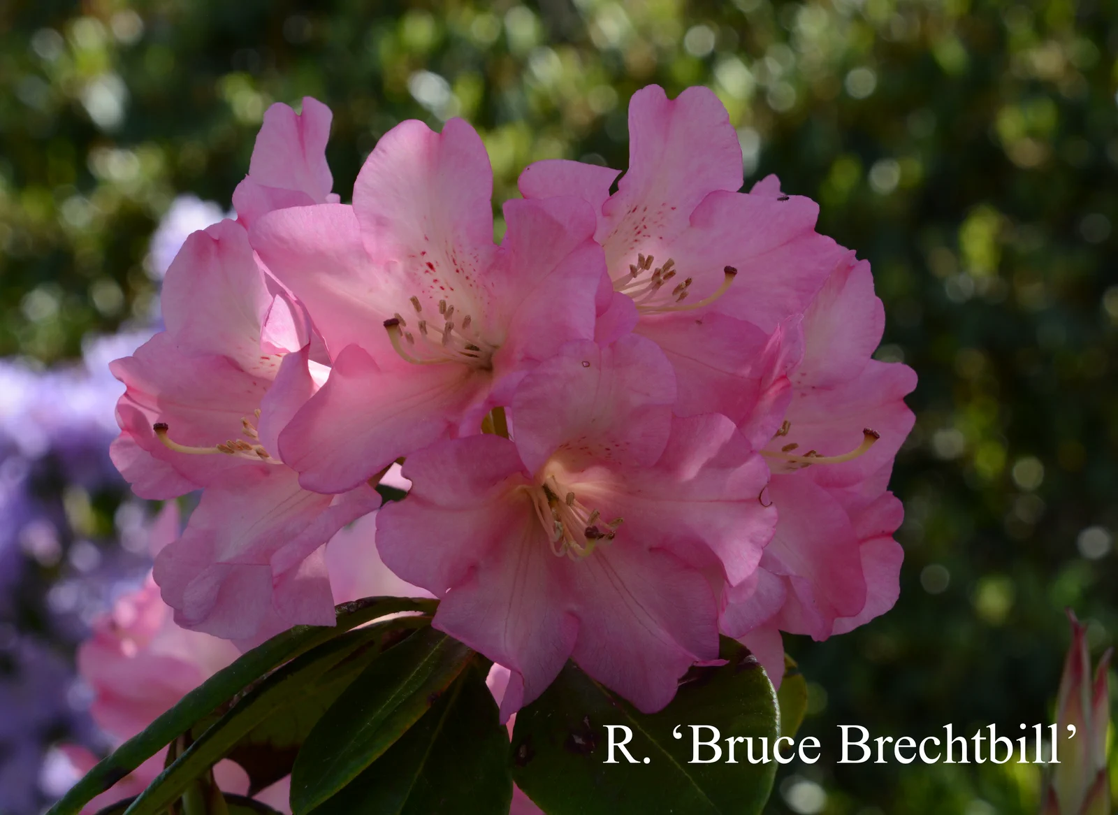 R. 'Bruce Brechtbill' photo of R. 'Bruce Brechtbill'. Location: Fearing's Farm Nursery, Abbotsford, BC, Canada. Photo by: Harold Fearing