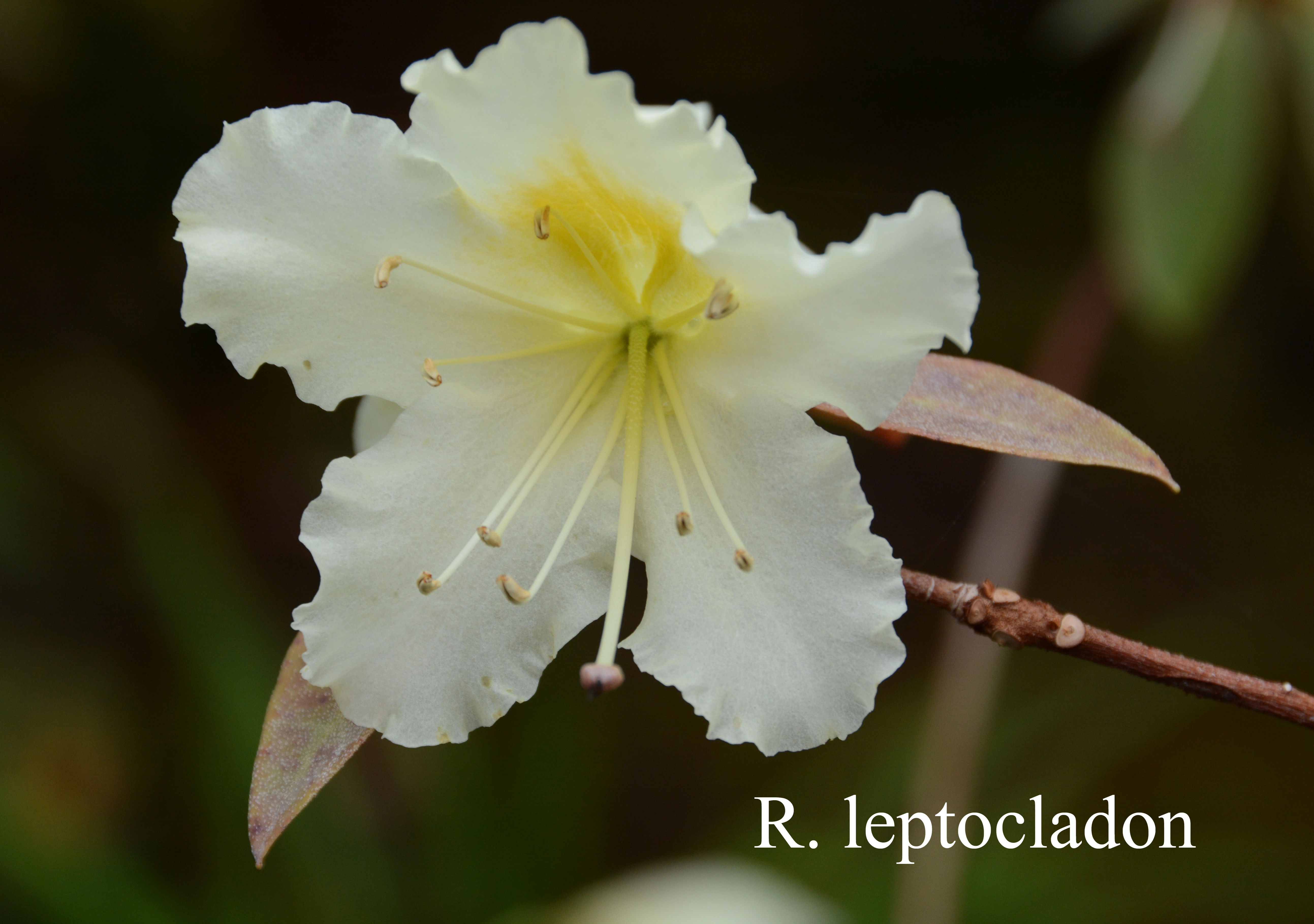 Rhododendron leptocladon photo