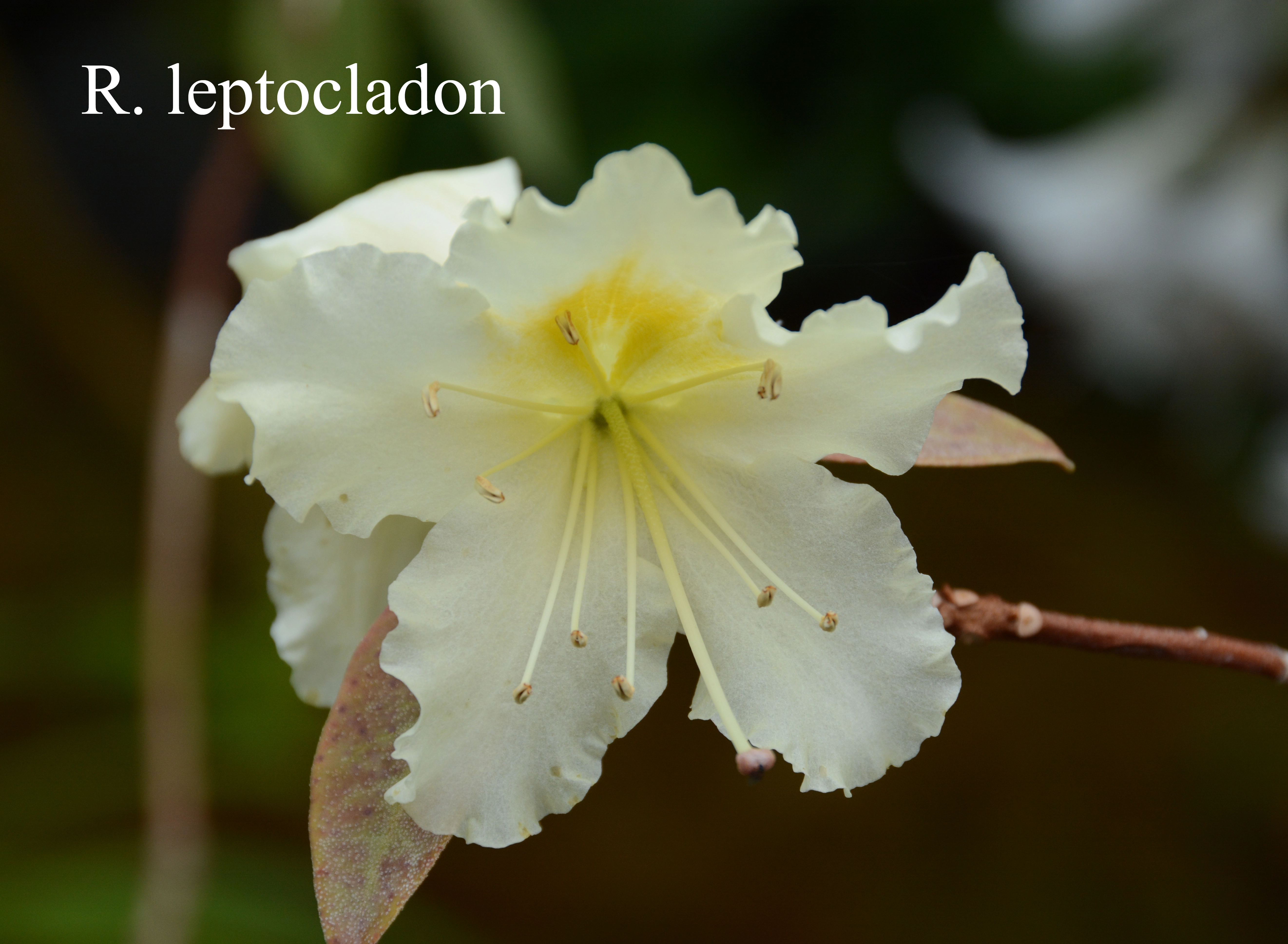 Rhododendron leptocladon photo