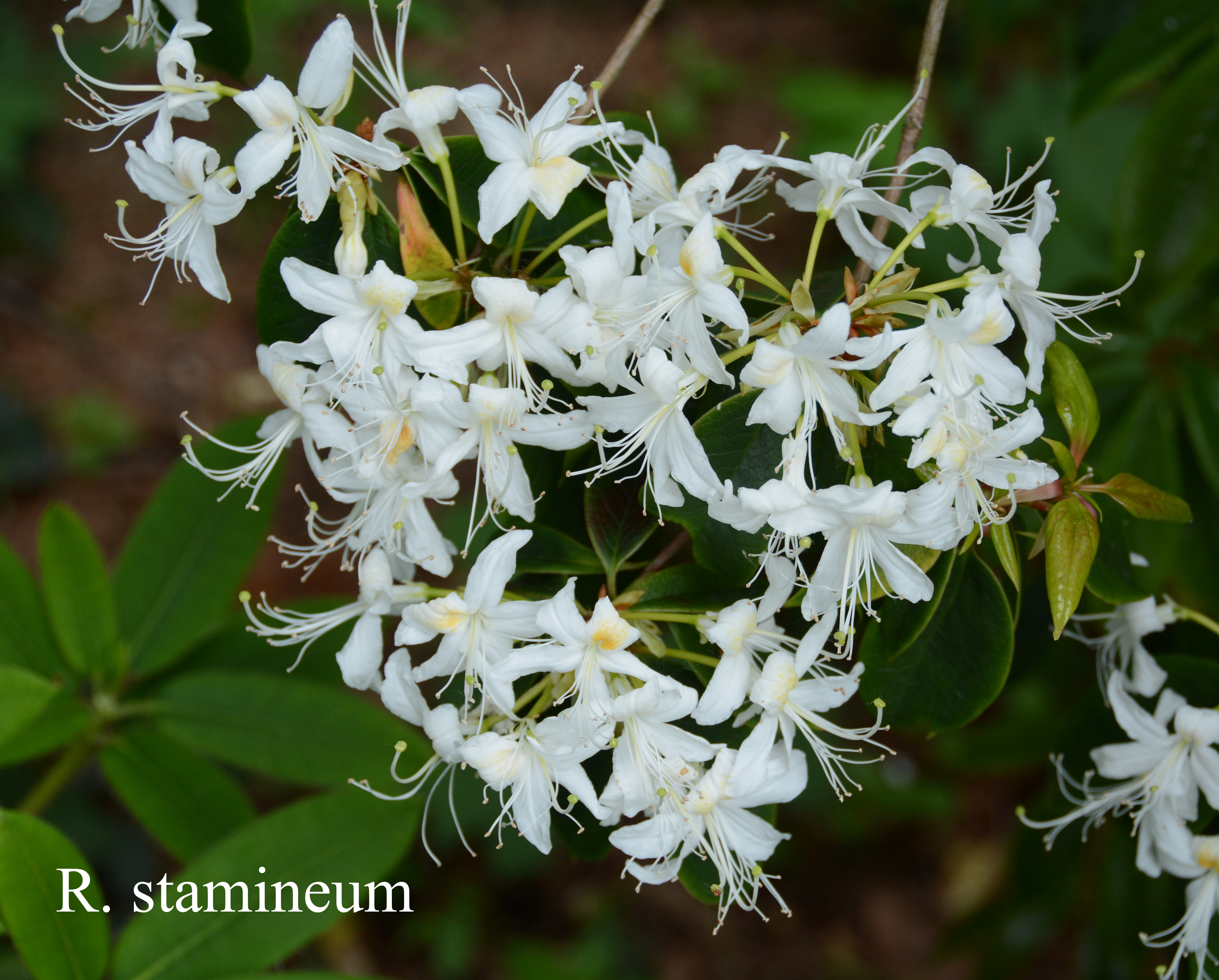 Rhododendron stamineum photo