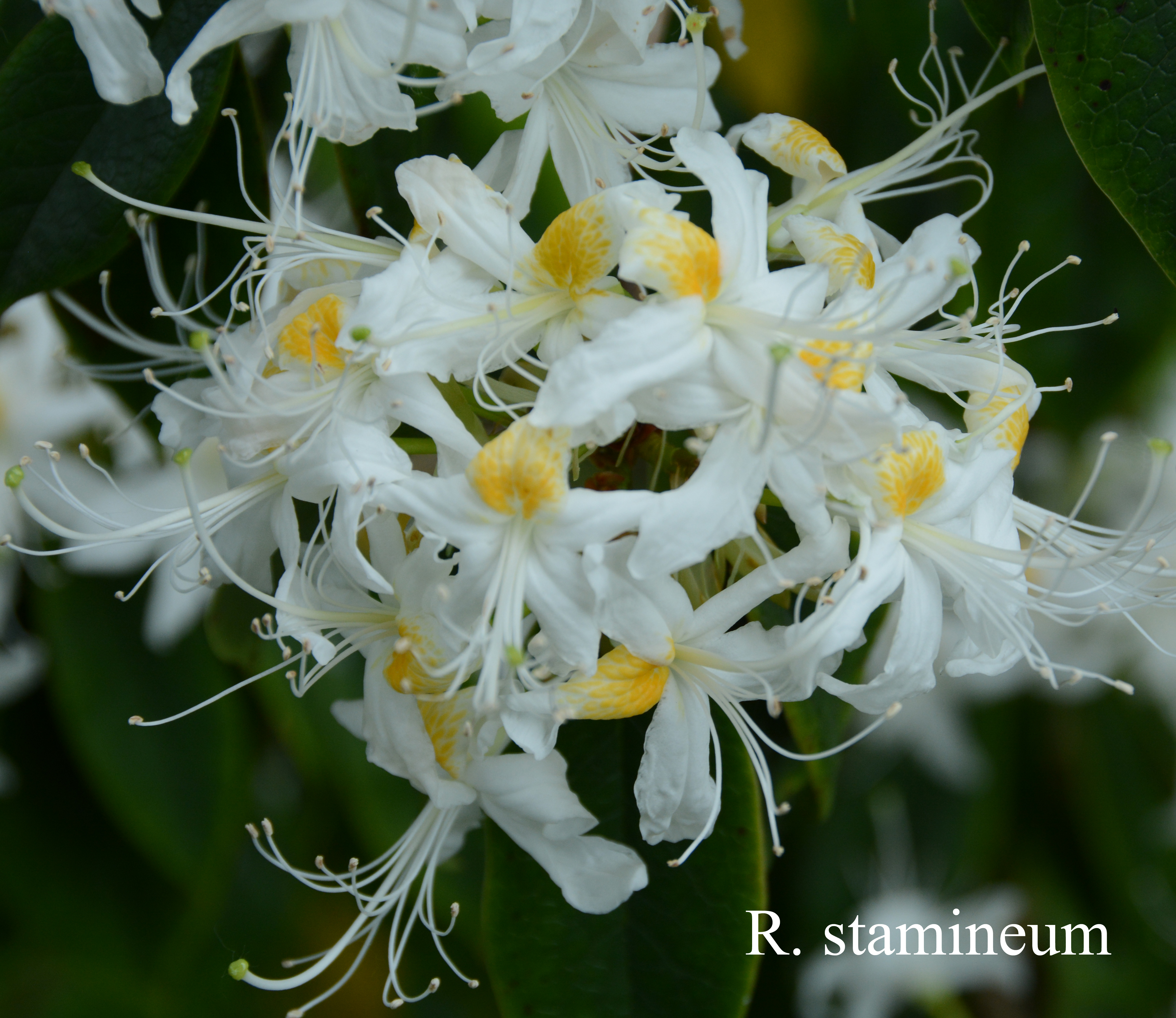 Rhododendron stamineum photo