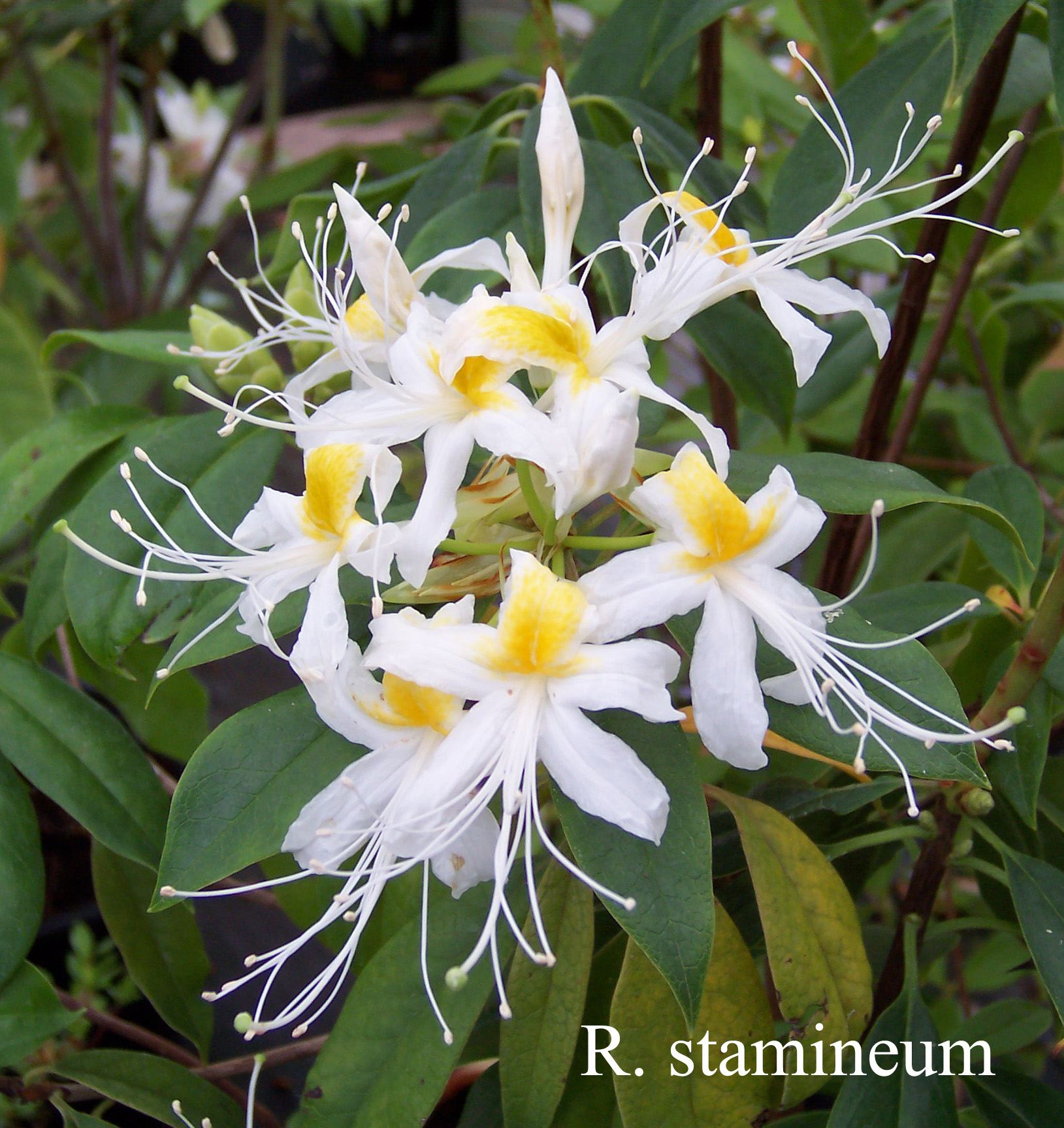 Rhododendron stamineum photo