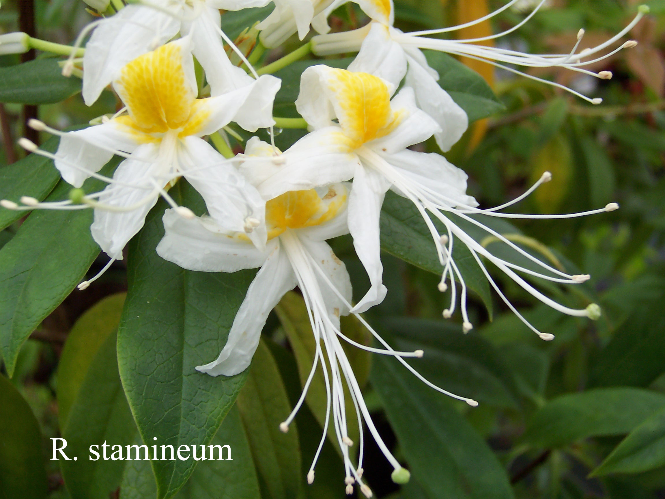 Rhododendron stamineum photo