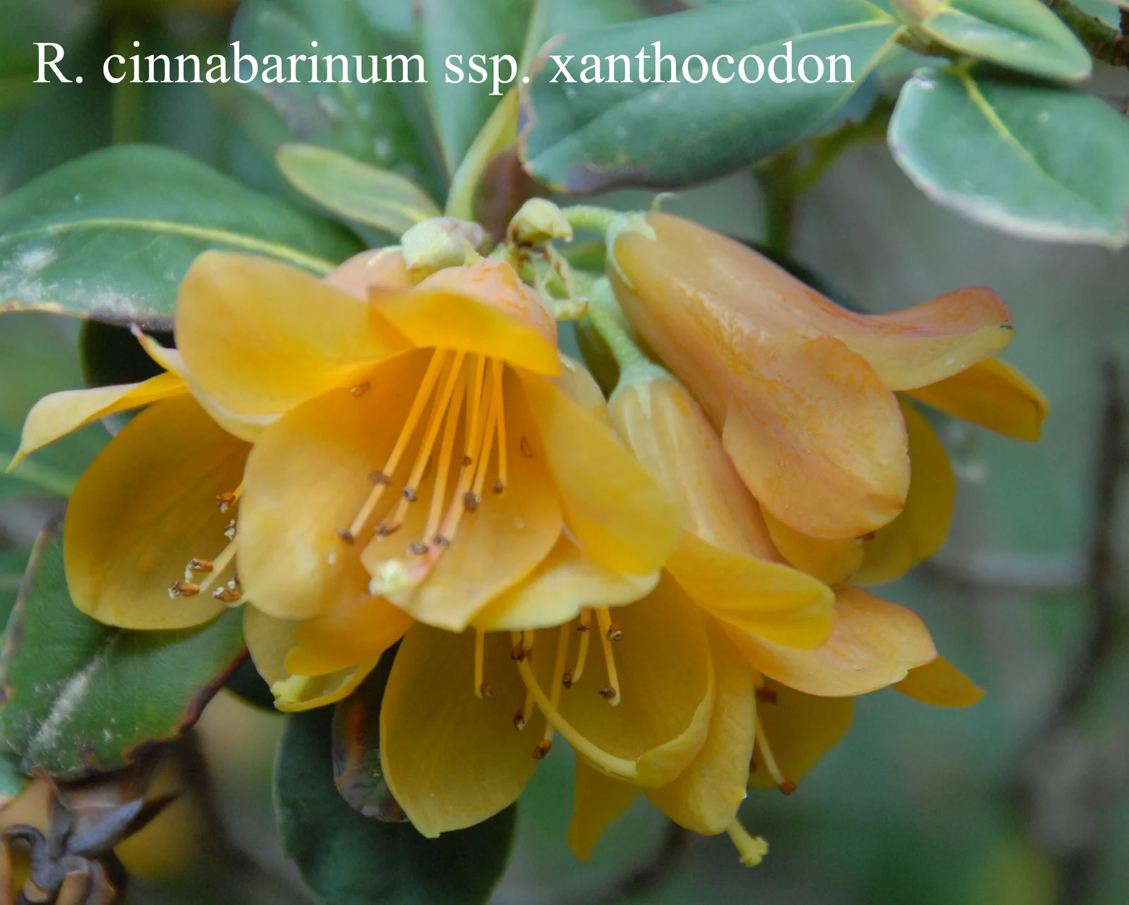R. cinnabarinum ssp xanthocodon photo of R. cinnabarinum ssp xanthocodon. Location: Fearing's Farm Nursery, Abbotsford, BC, Canada. Photo by: Harold Fearing