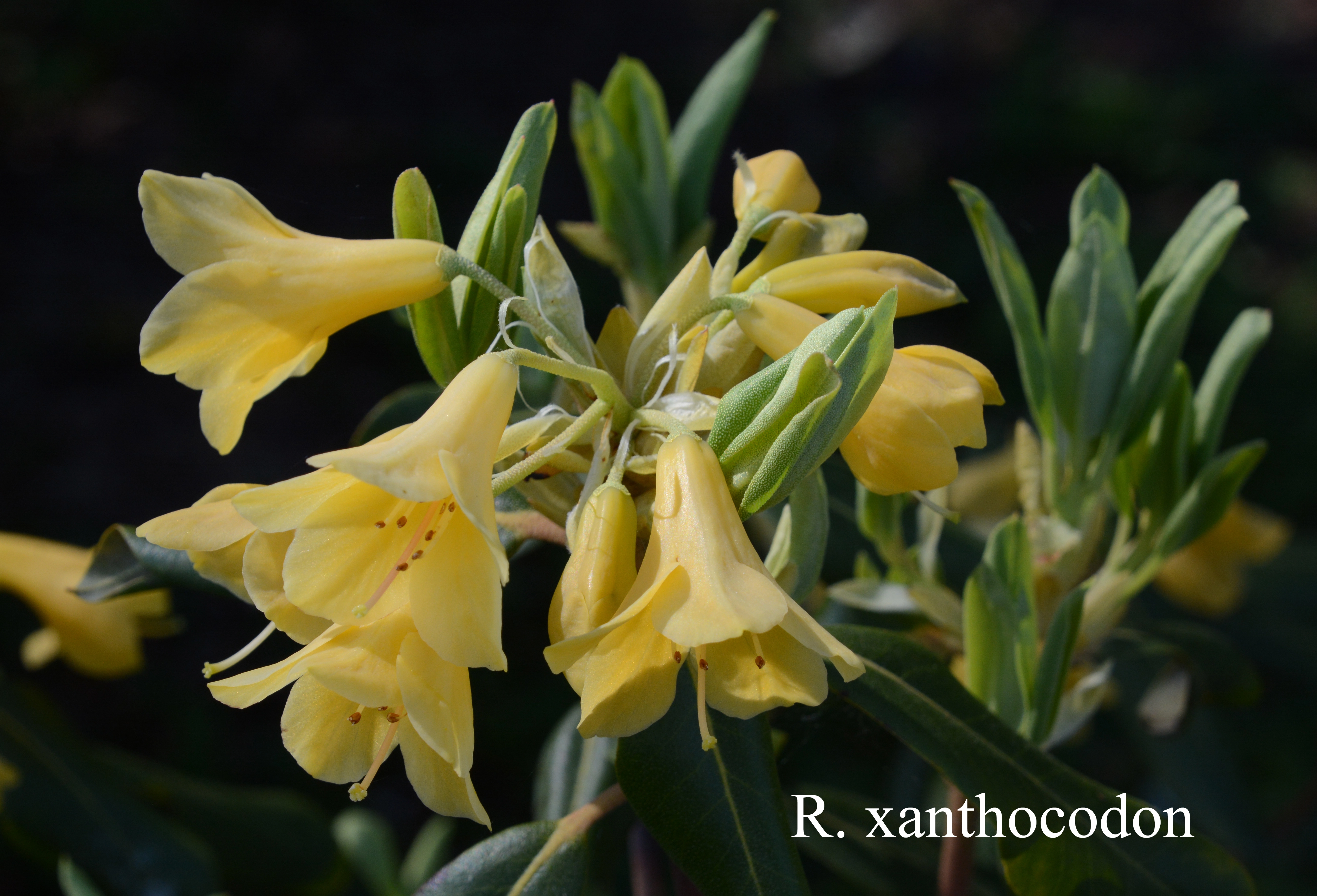 Rhododendron cinnabarinum ssp xanthocodon photo