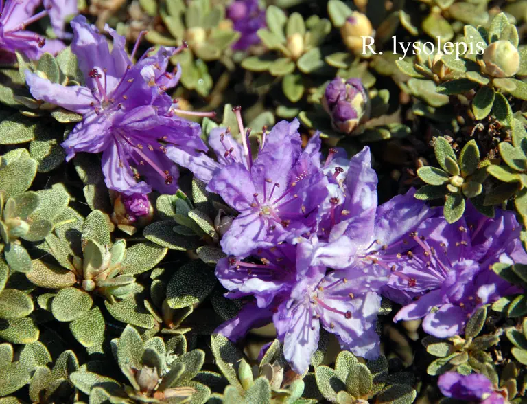 Photo of R. lysolepis, Natural Hybrid