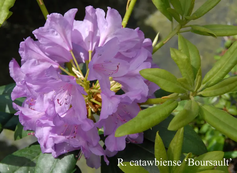 Photo of R. 'Catawbiense Boursault', Rhododendron Hybrid