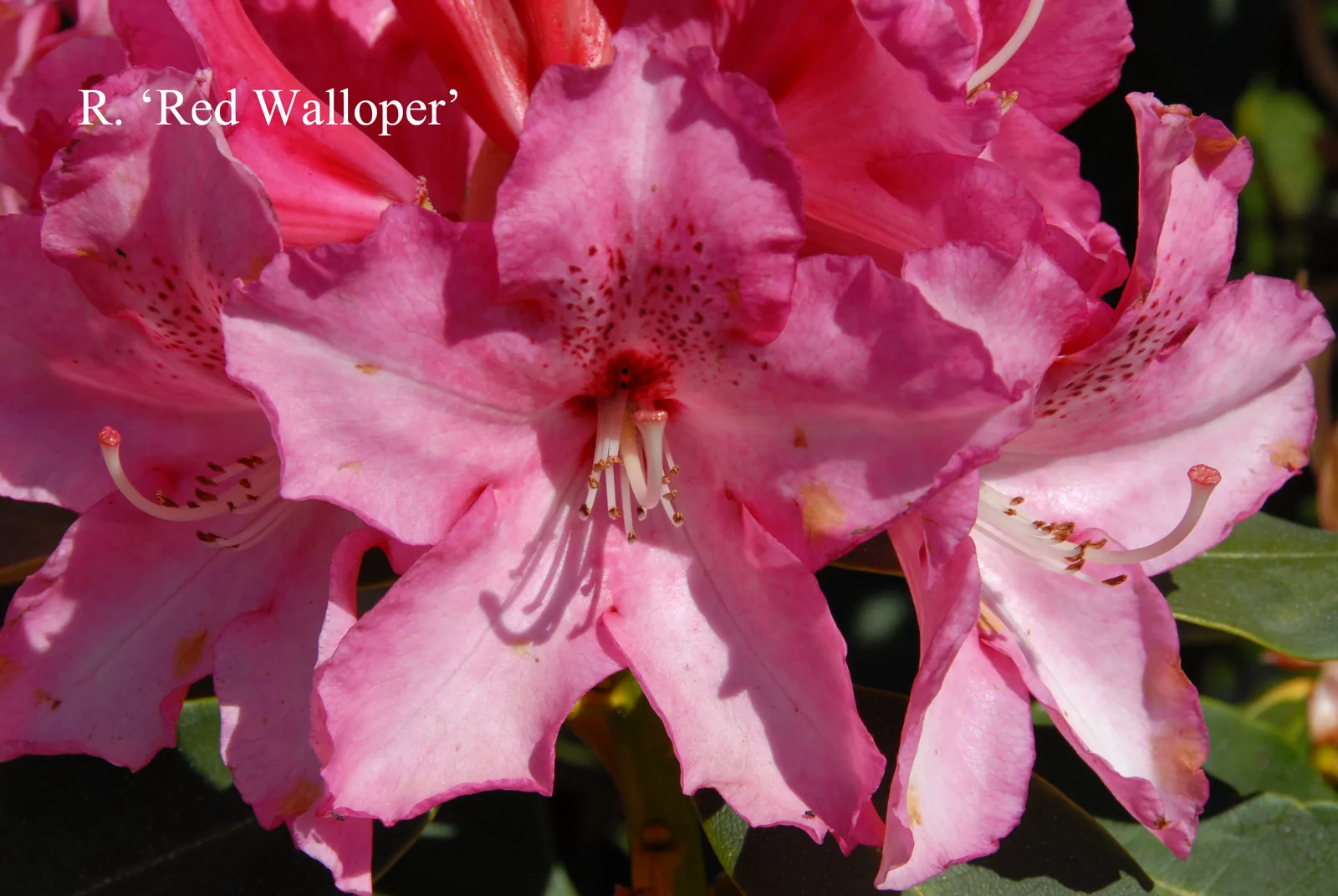 R. 'Red Walloper' photo of R. 'Red Walloper'. Location: Fearing's Farm Nursery, Abbotsford, BC, Canada. Photo by: Harold Fearing