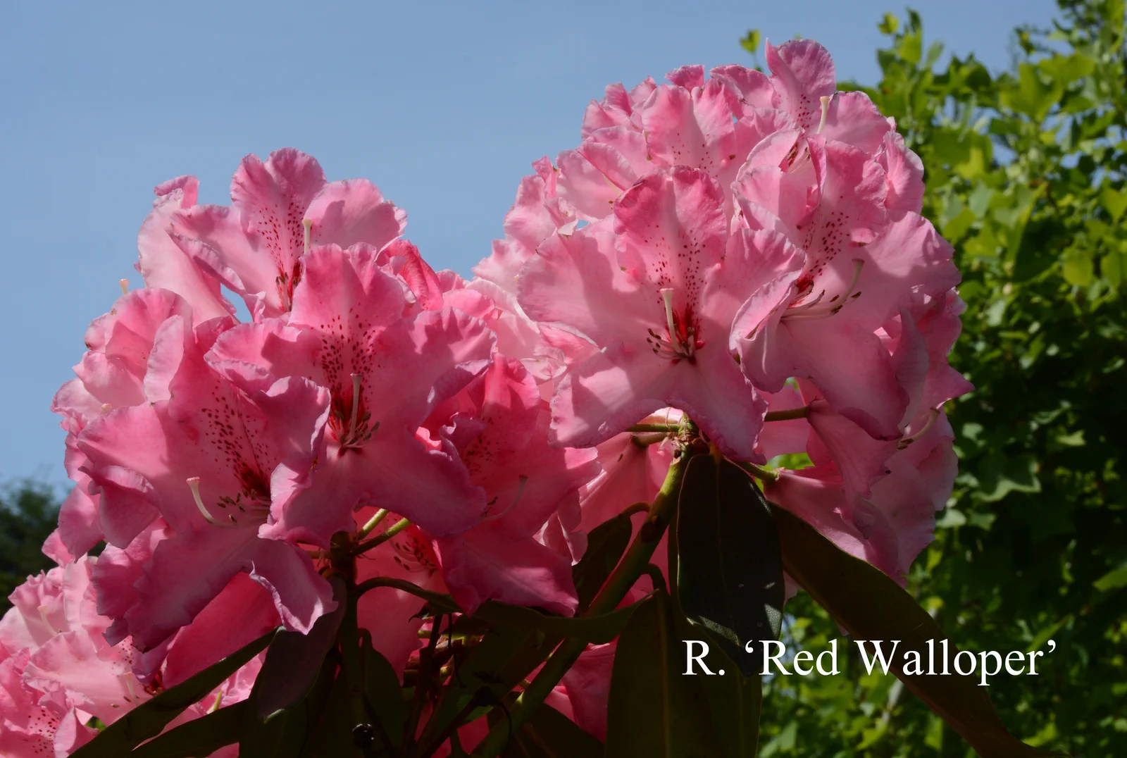 R. 'Red Walloper' photo of R. 'Red Walloper'. Location: Fearing's Farm Nursery, Abbotsford, BC, Canada. Photo by: Harold Fearing