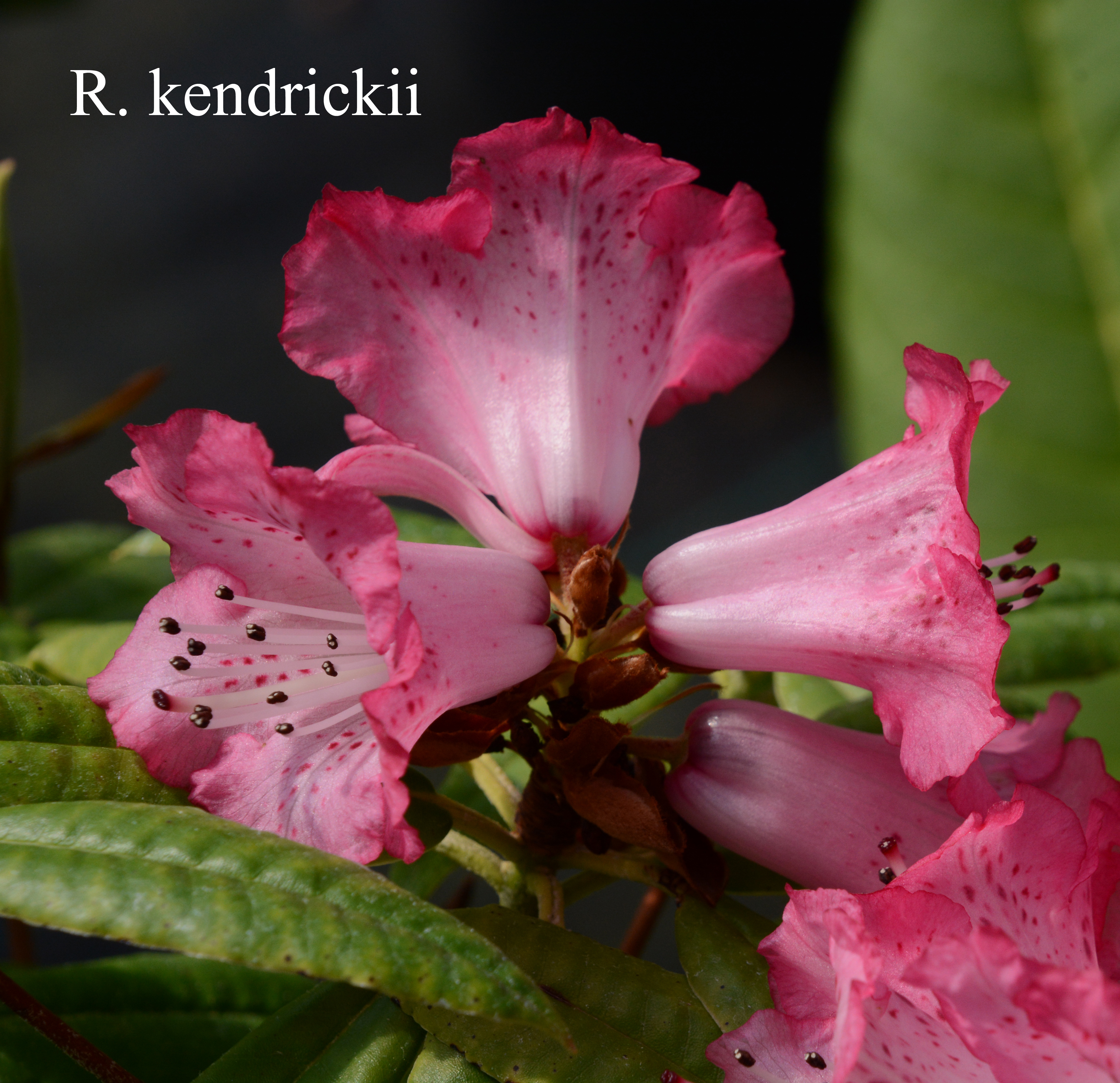 Rhododendron kendrickii photo