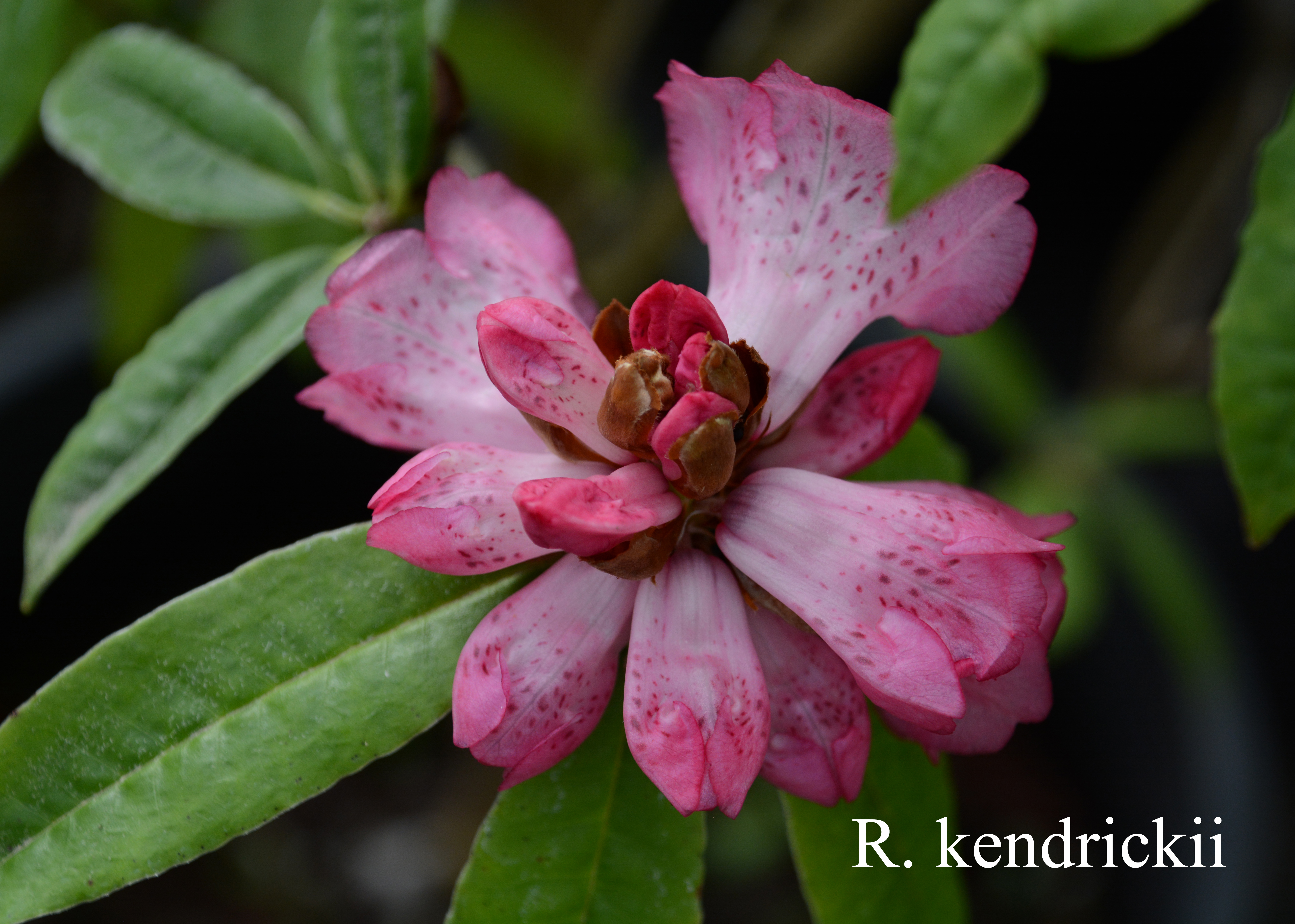Rhododendron kendrickii photo