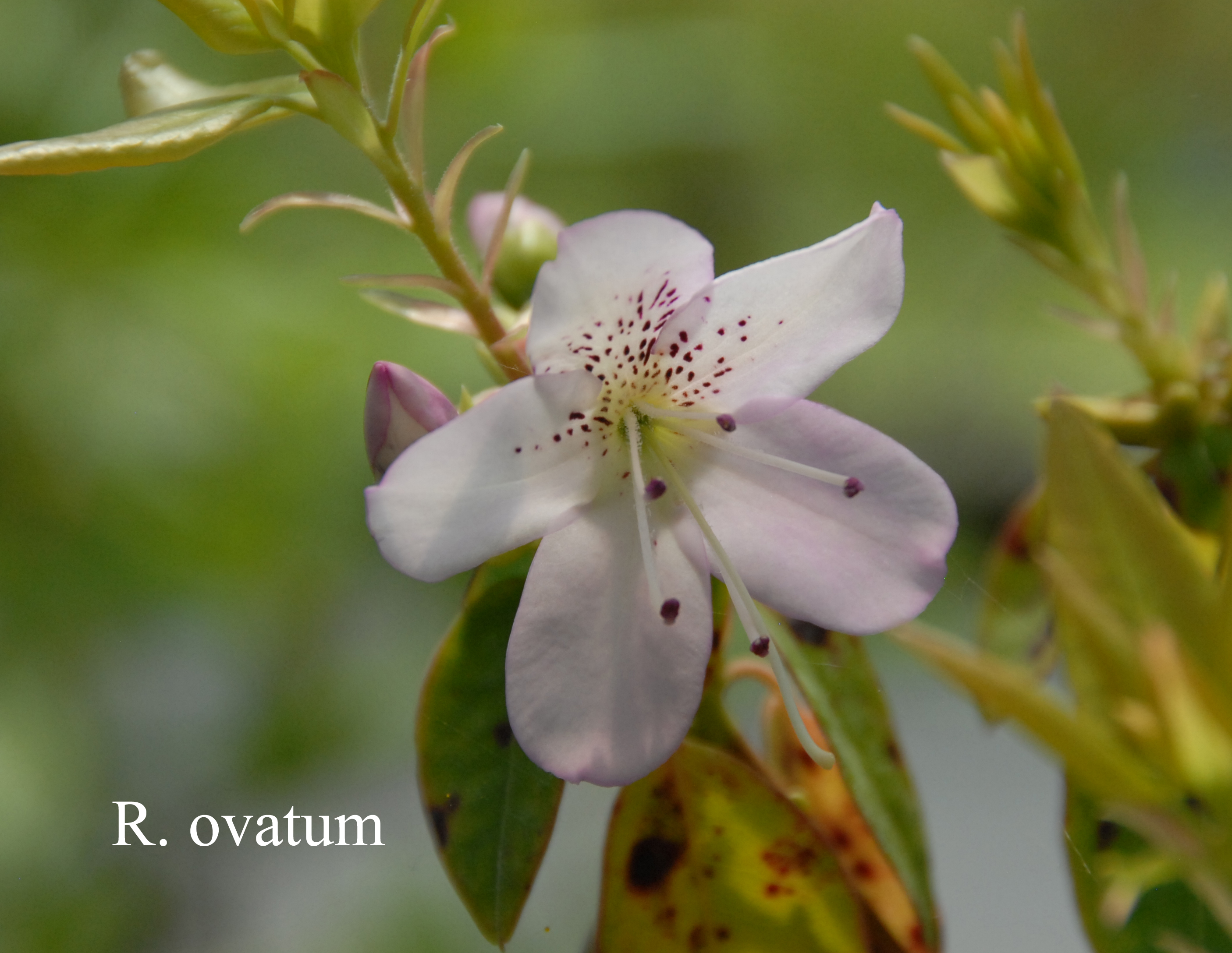Rhododendron ovatum photo
