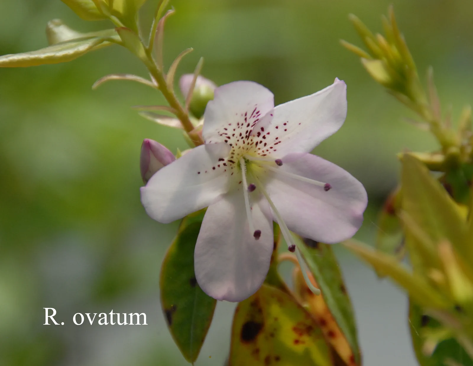 R. ovatum photo of R. ovatum. Location: Fearing's Farm Nursery, Abbotsford, BC, Canada. Photo by: Harold Fearing
