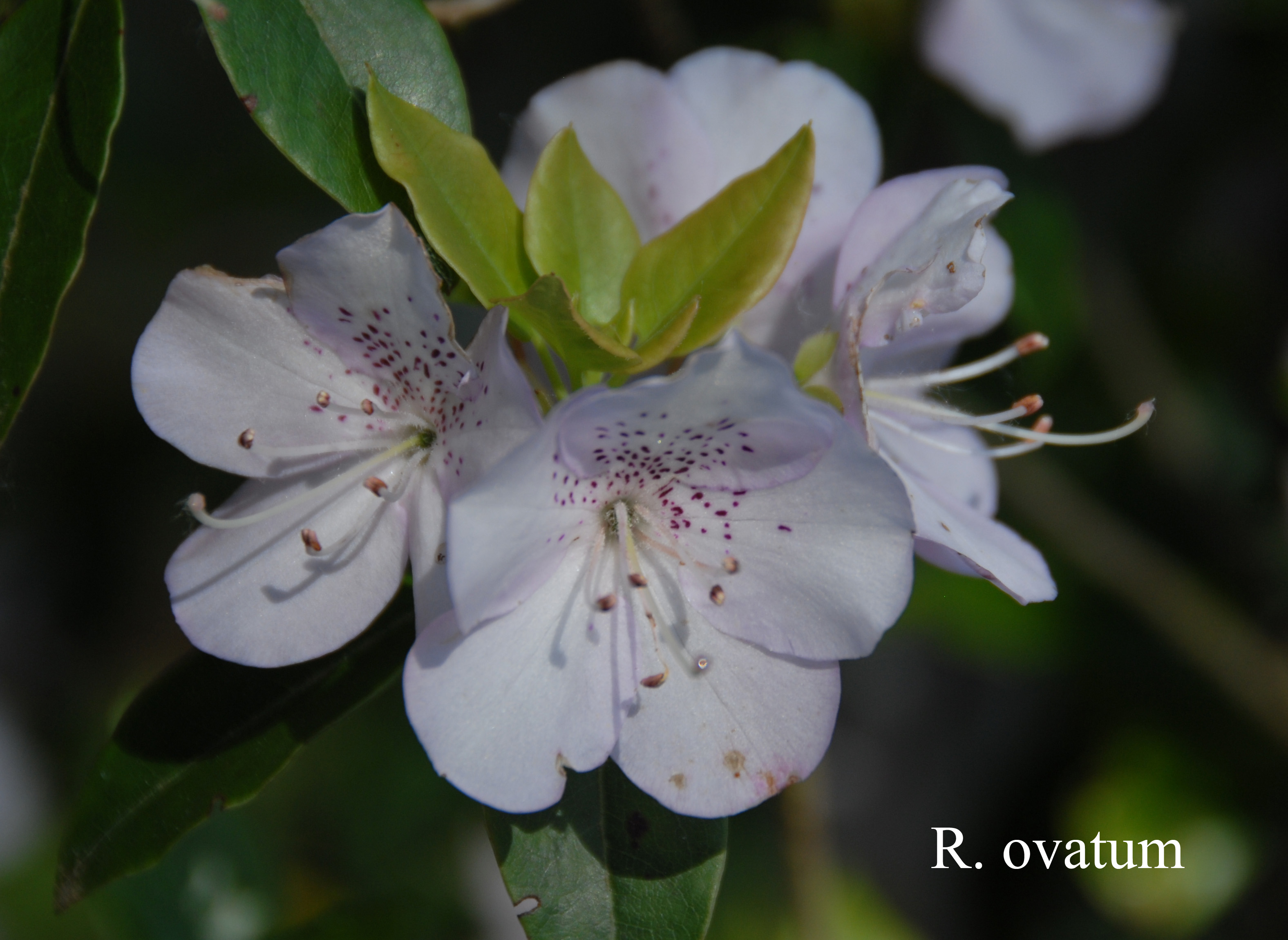 Rhododendron ovatum photo