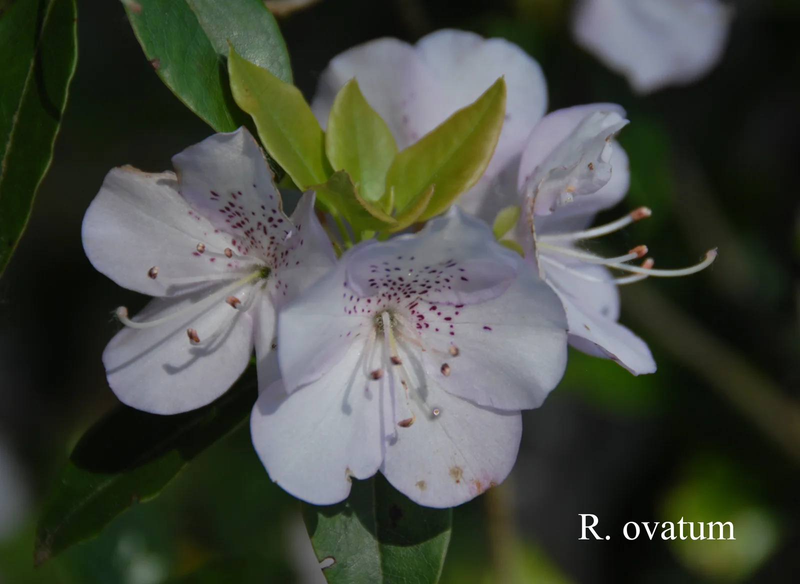 R. ovatum photo of R. ovatum. Location: Fearing's Farm Nursery, Abbotsford, BC, Canada. Photo by: Harold Fearing