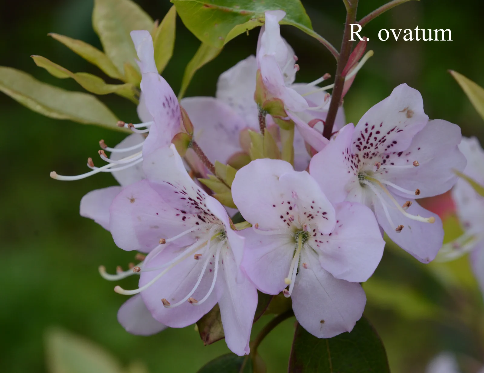 R. ovatum photo of R. ovatum. Location: Fearing's Farm Nursery, Abbotsford, BC, Canada. Photo by: Harold Fearing