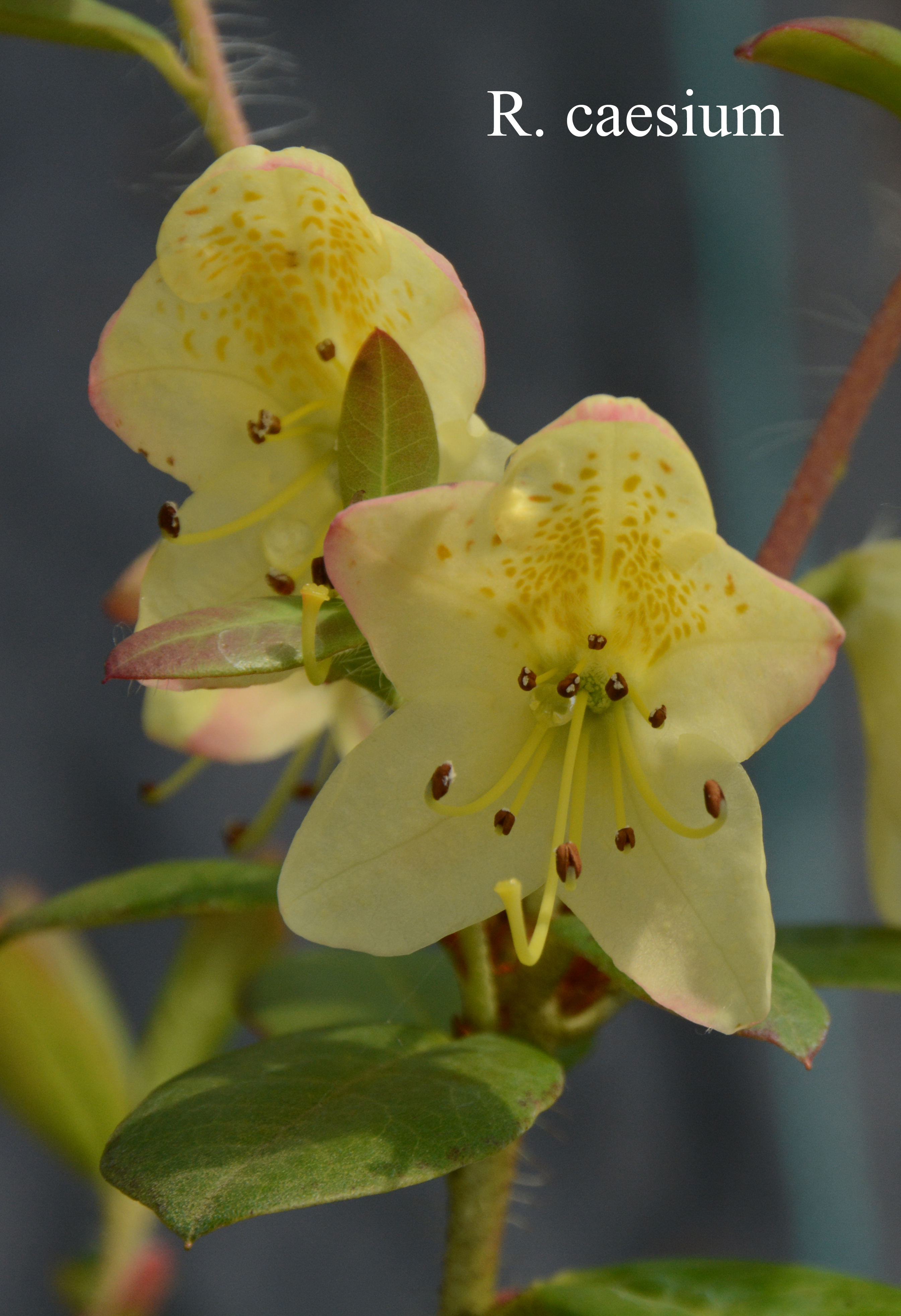 Rhododendron caesium photo