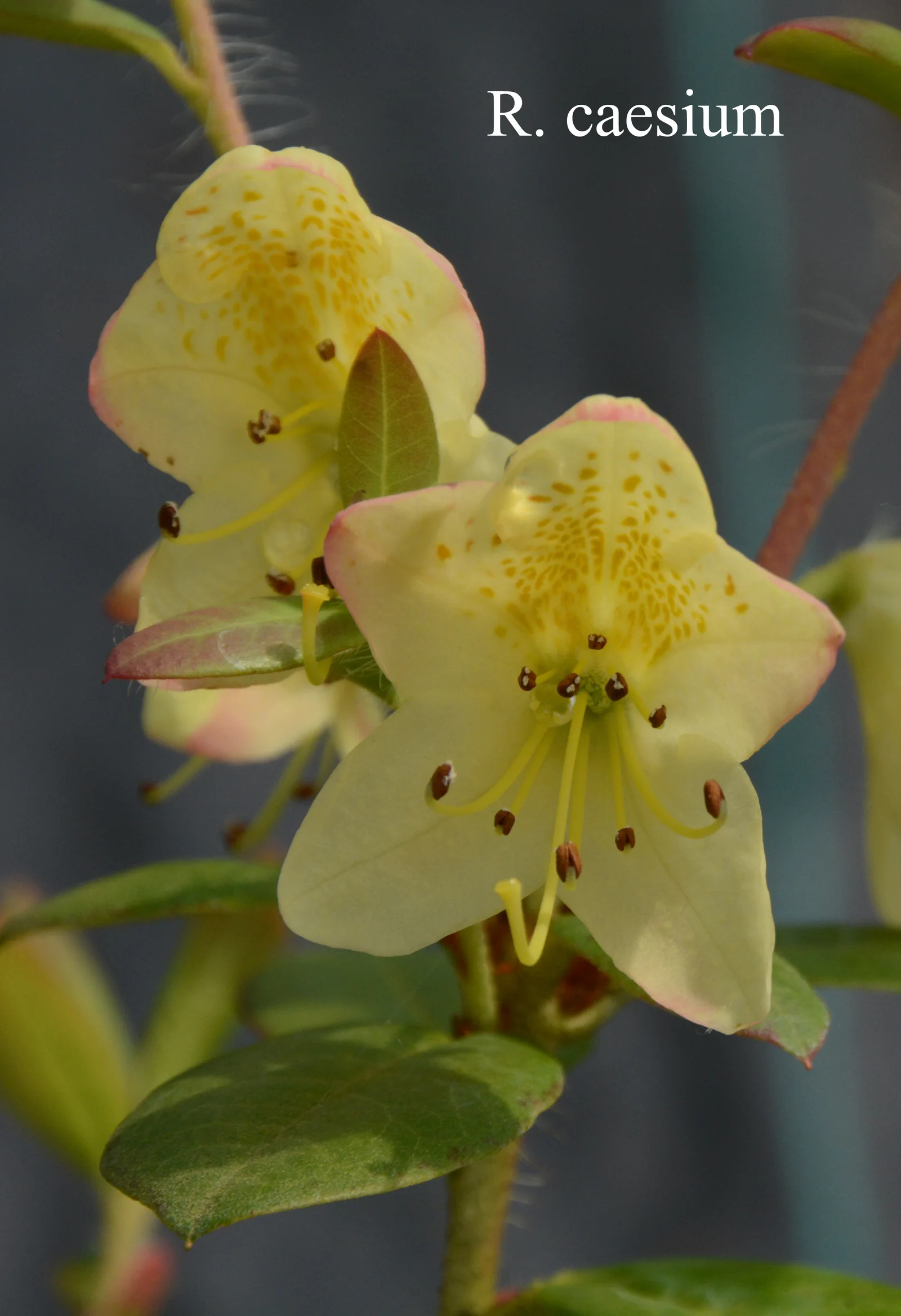 R. caesium photo of R. caesium. Location: Fearing's Farm Nursery, Abbotsford, BC, Canada. Photo by: Harold Fearing