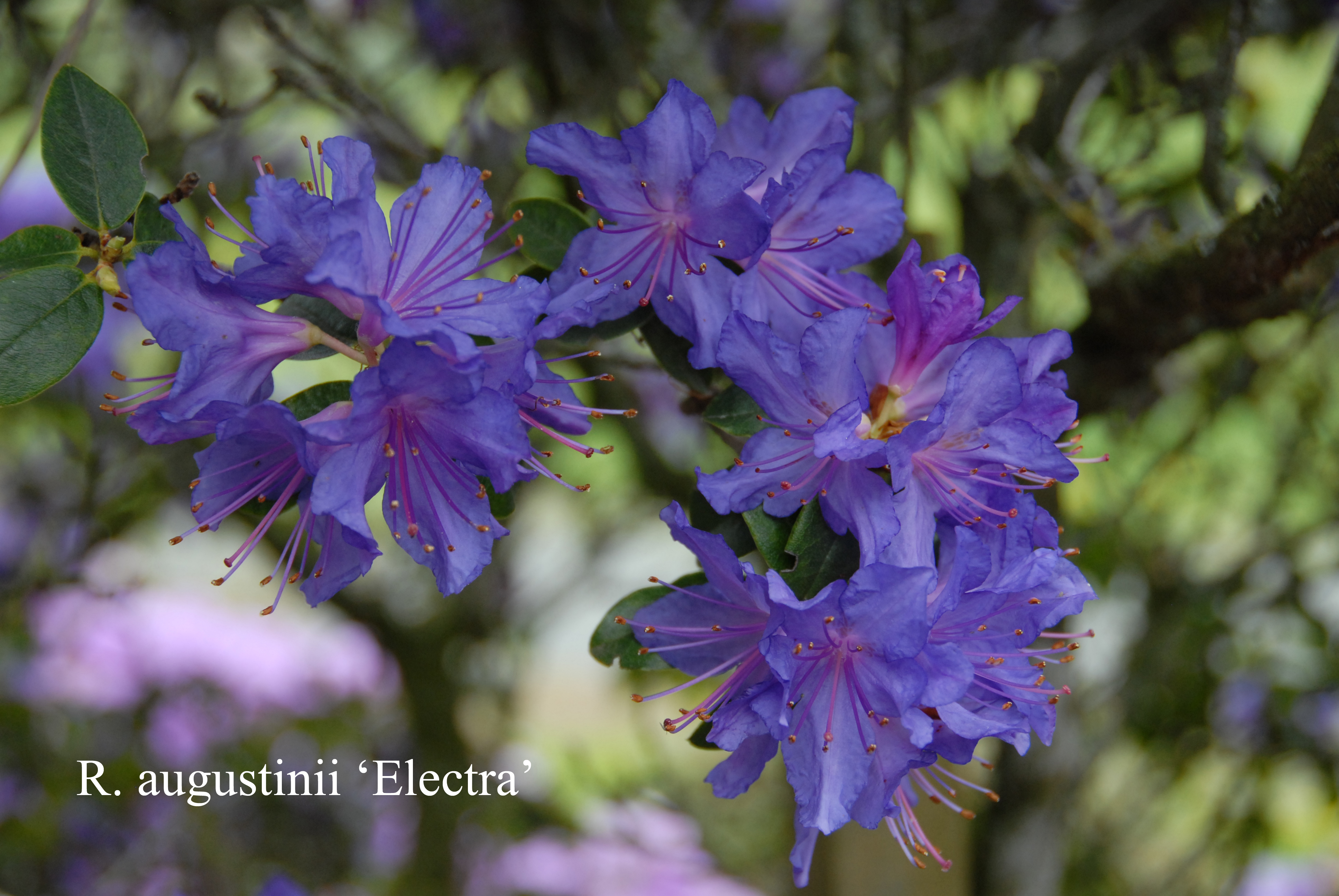 Rhododendron Electra photo