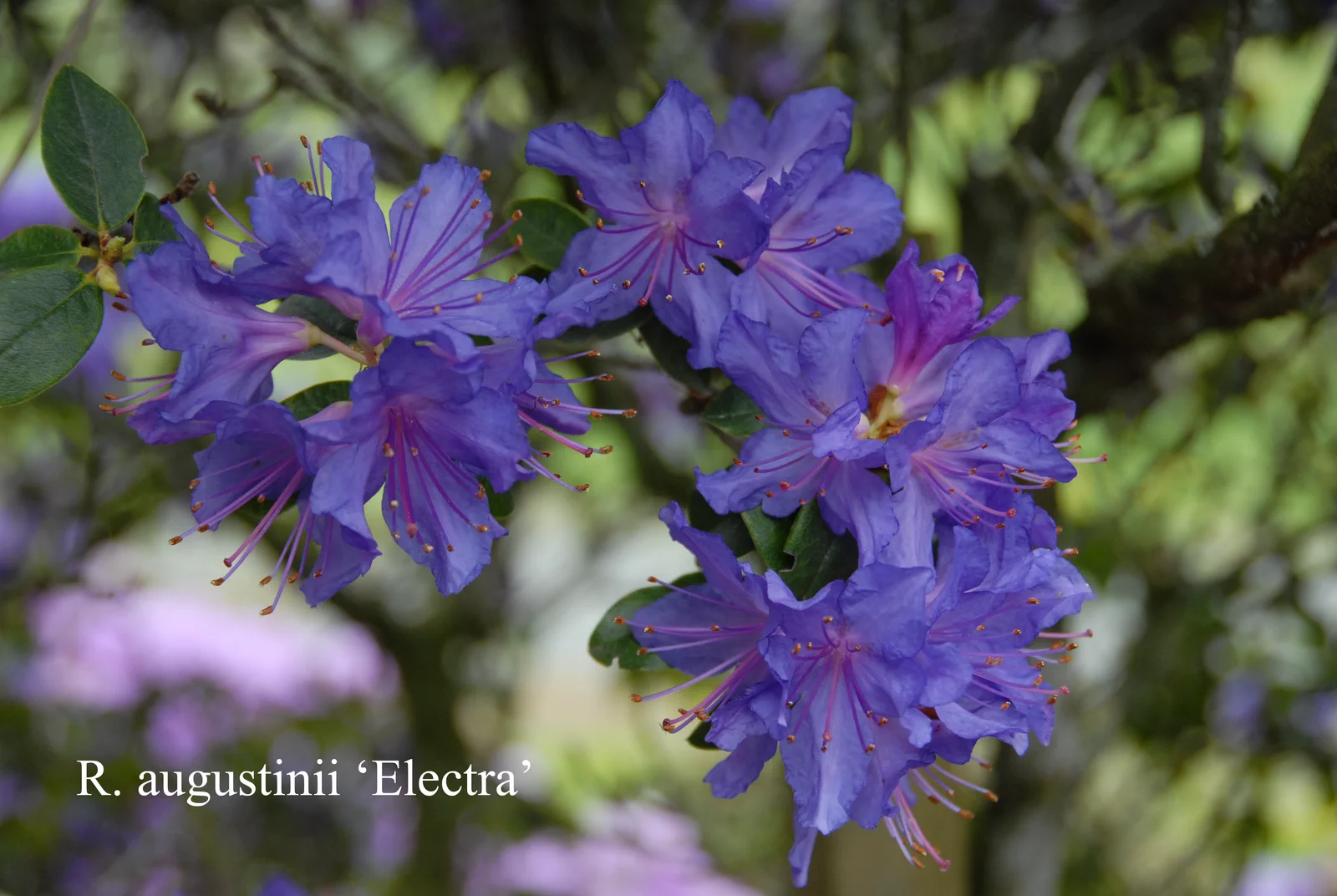 R. 'Electra' photo of R. 'Electra'. Location: Fearing's Farm Nursery, Abbotsford, BC, Canada. Photo by: Harold Fearing