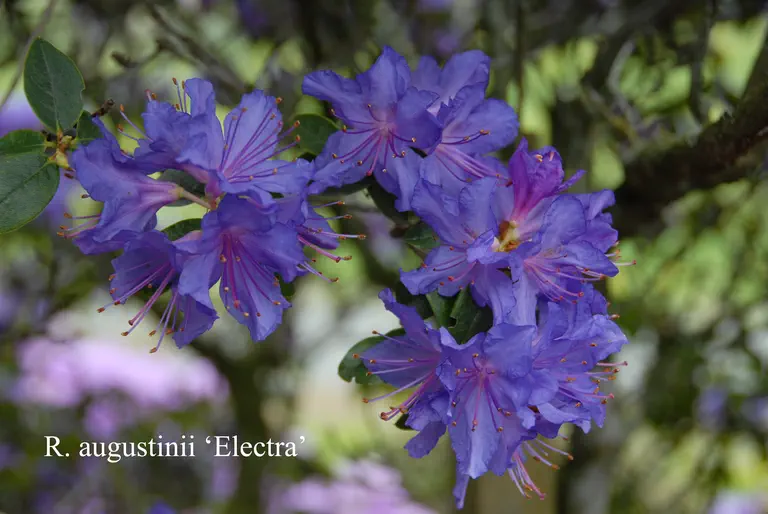 Photo of R. 'Electra', Rhododendron Hybrid